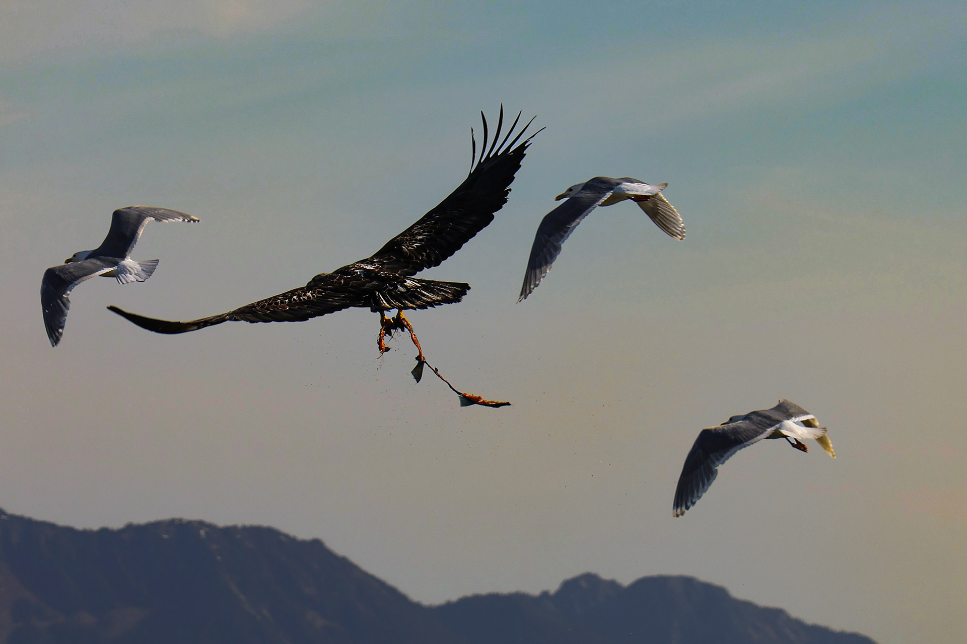 Bald Eagle Alaska 2026