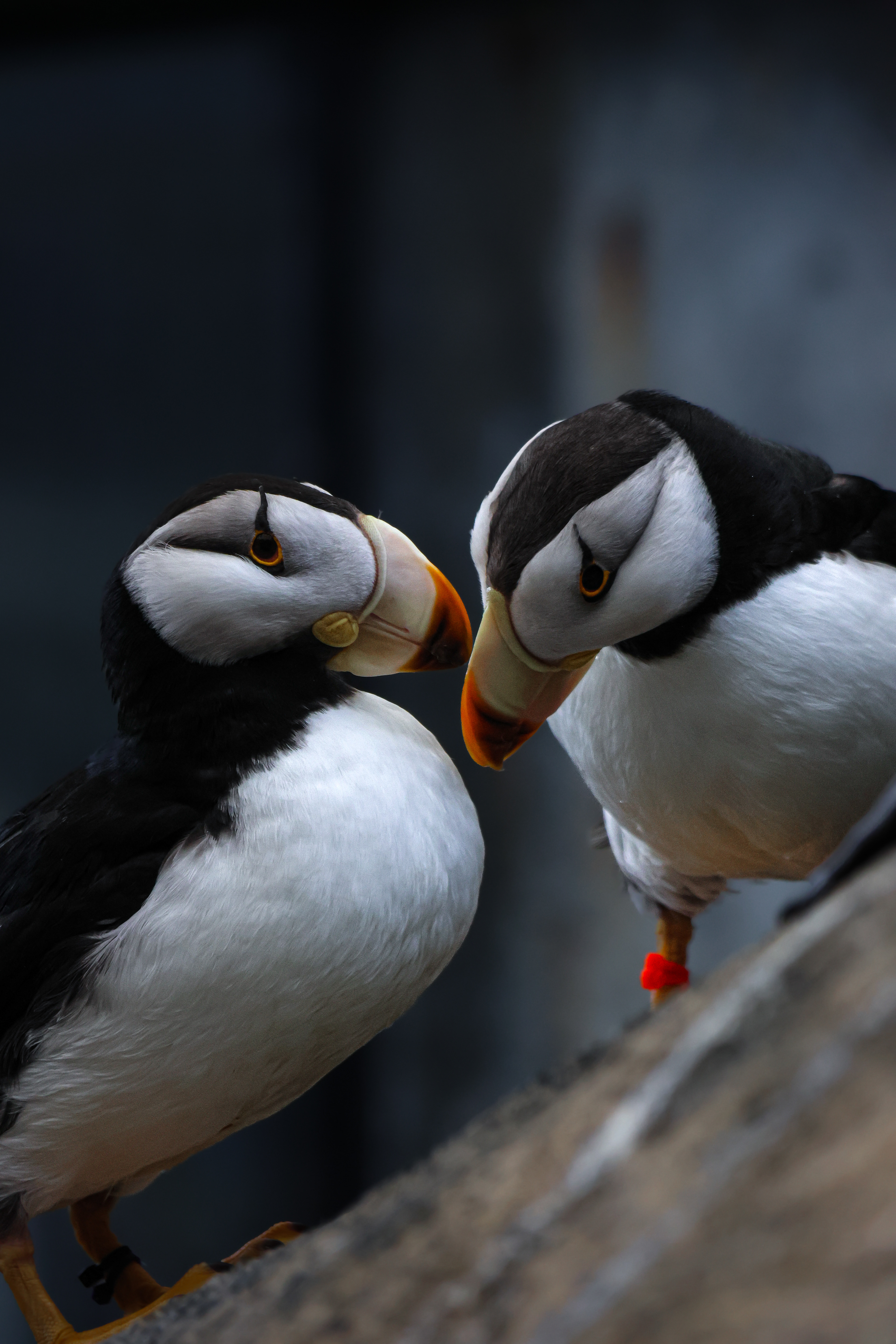 Horned Puffin Alaska 2026