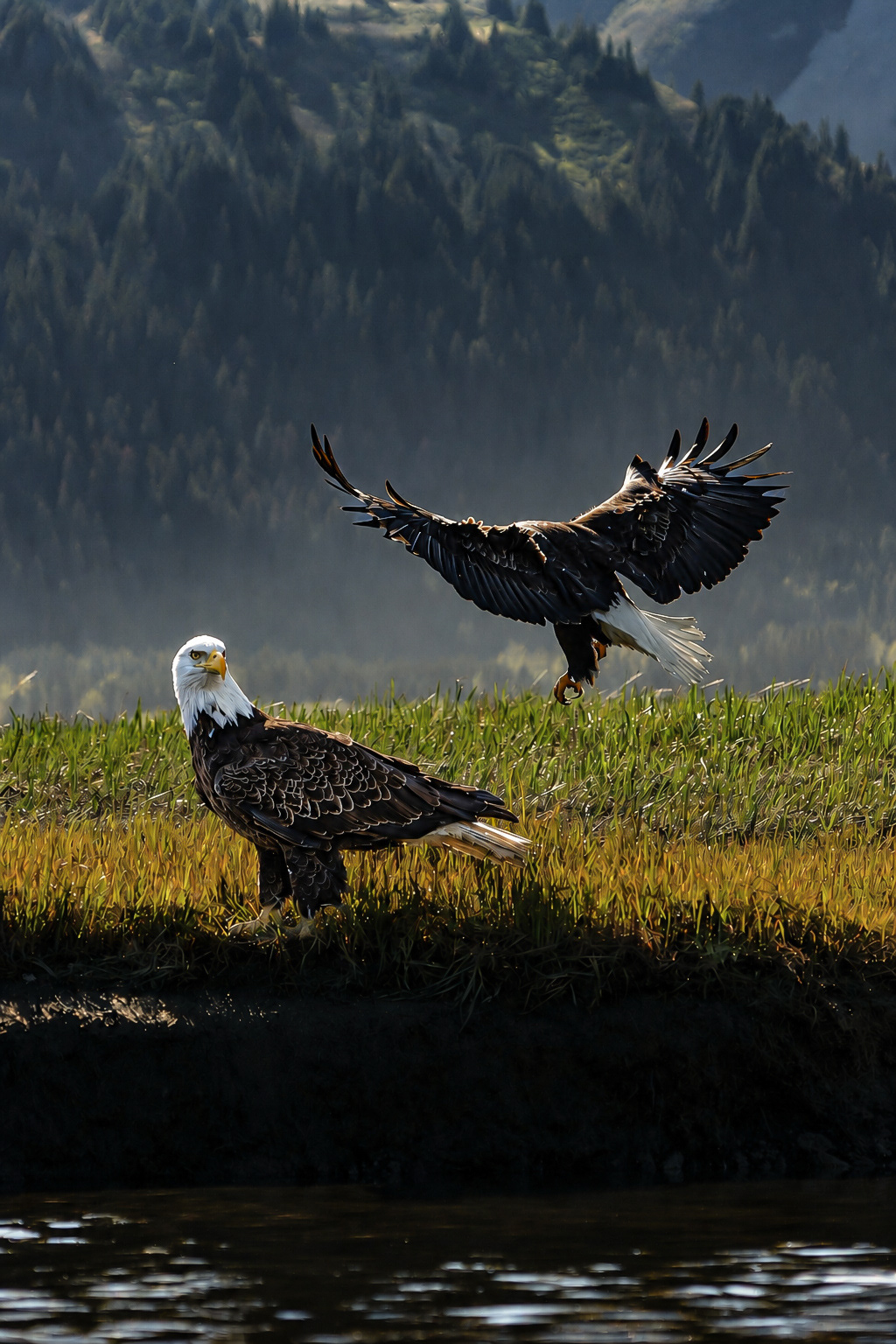 Bald Eagle Alaska 2026
