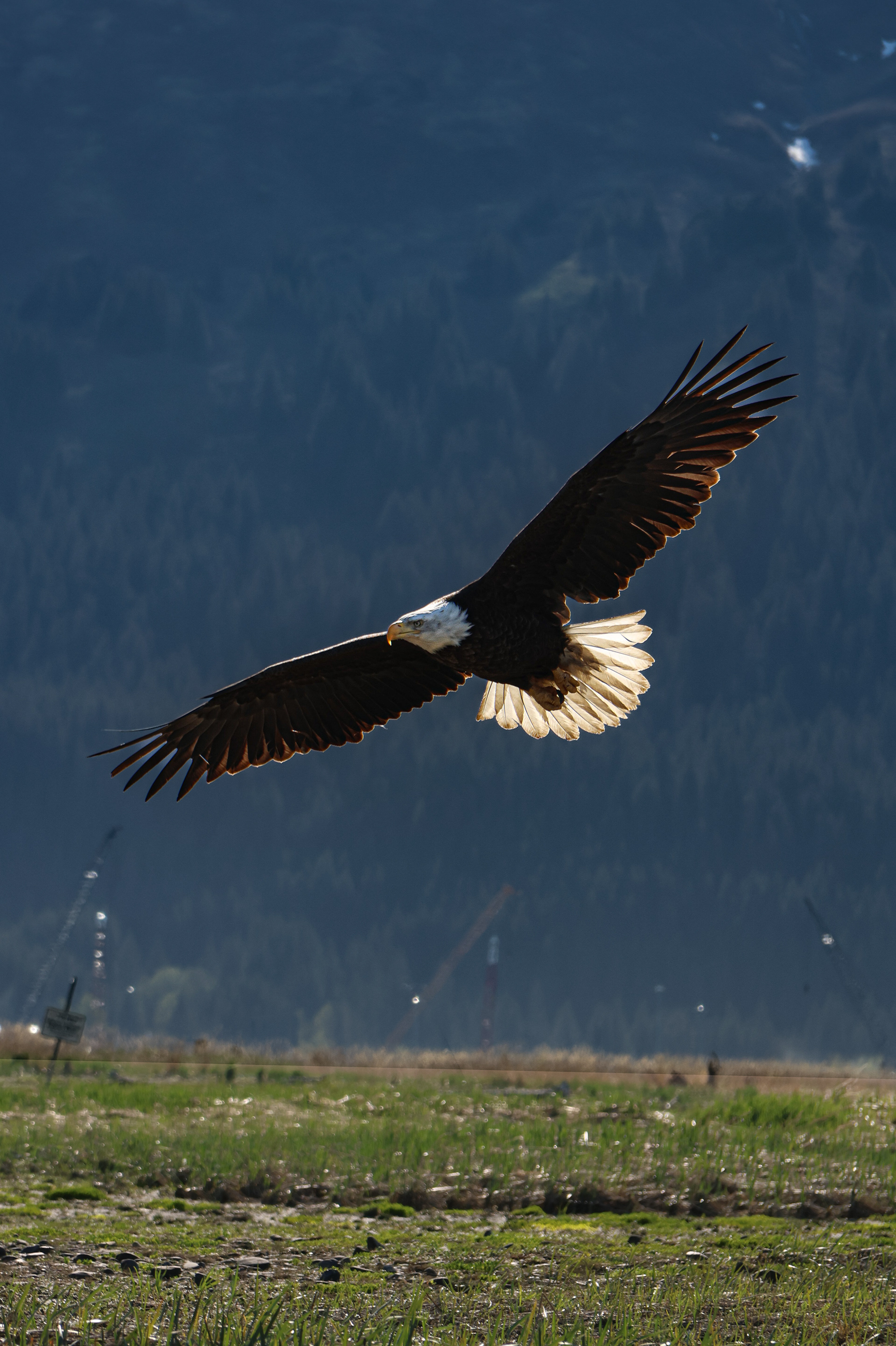 Bald Eagle Alaska 2026