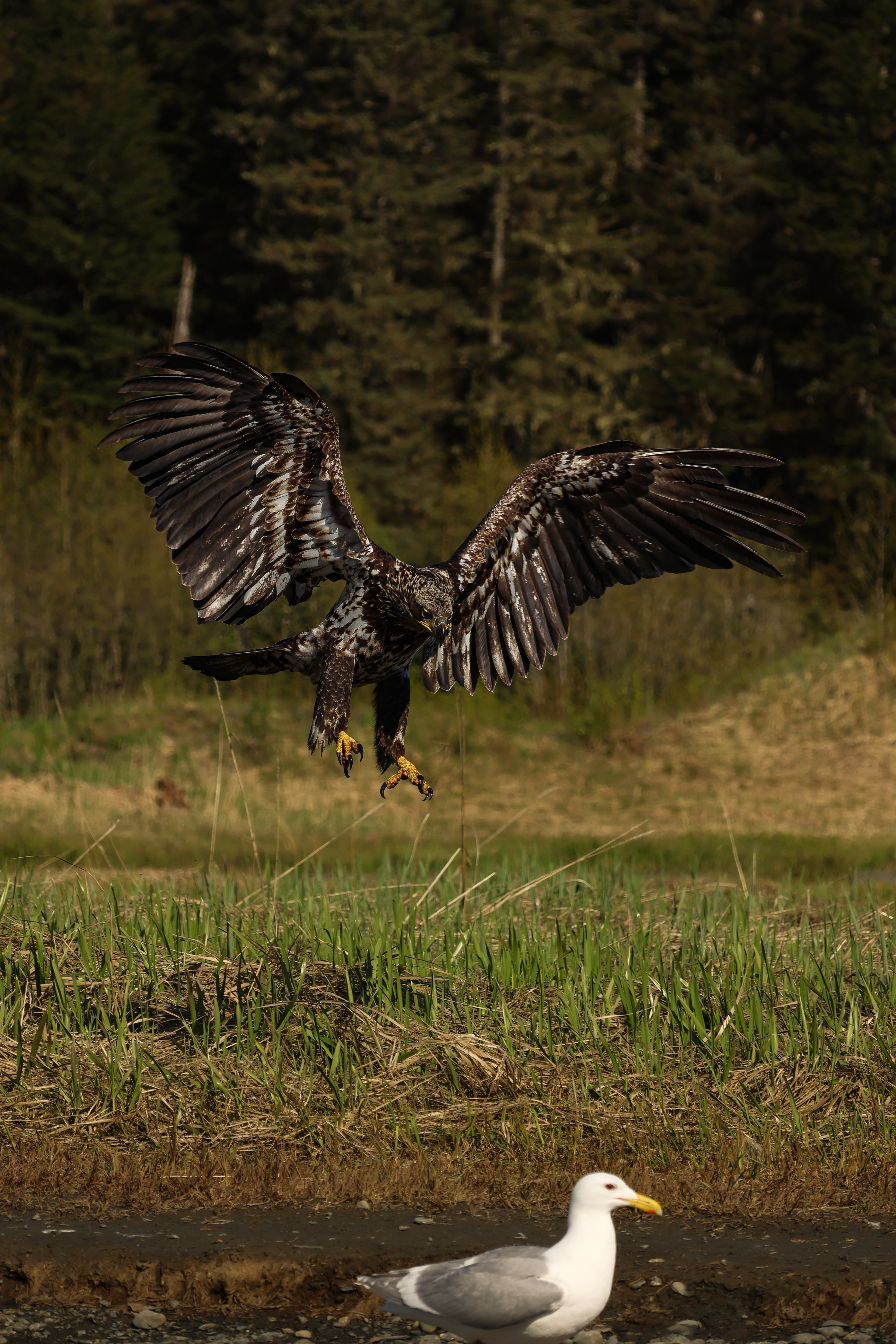 Bald Eagle Alaska 2026