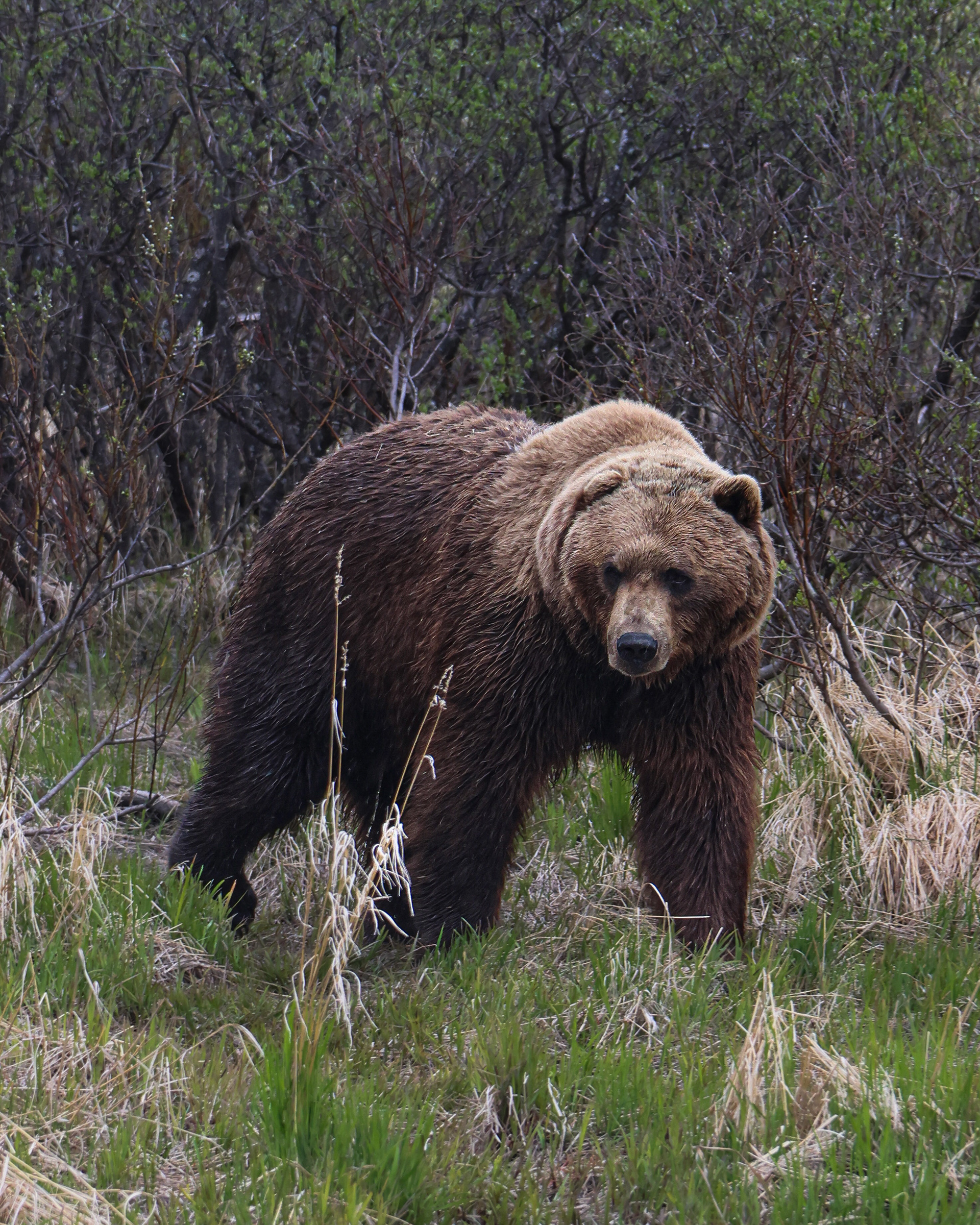 Brown Bear Alaska 2026