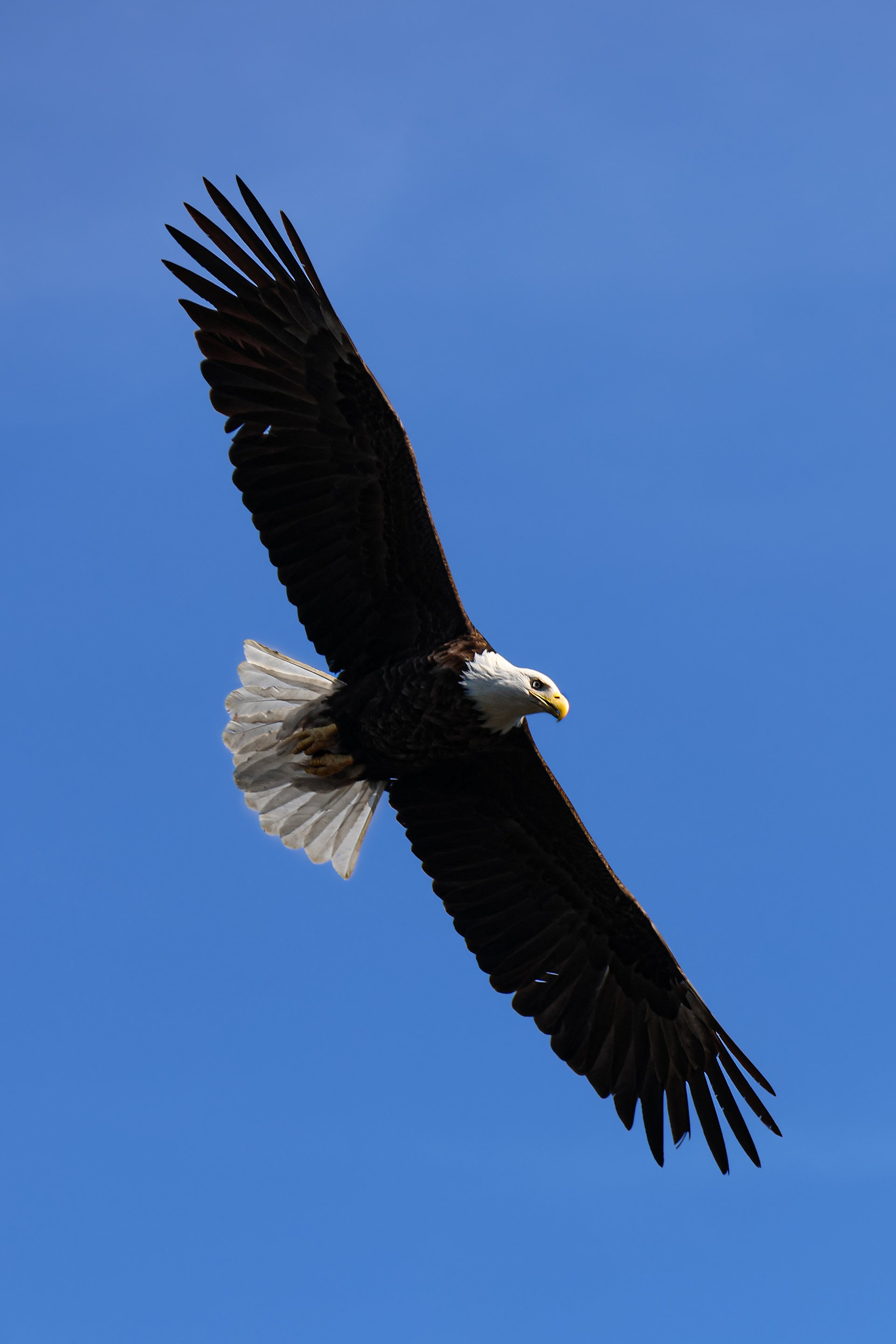 Bald Eagle Alaska 2026