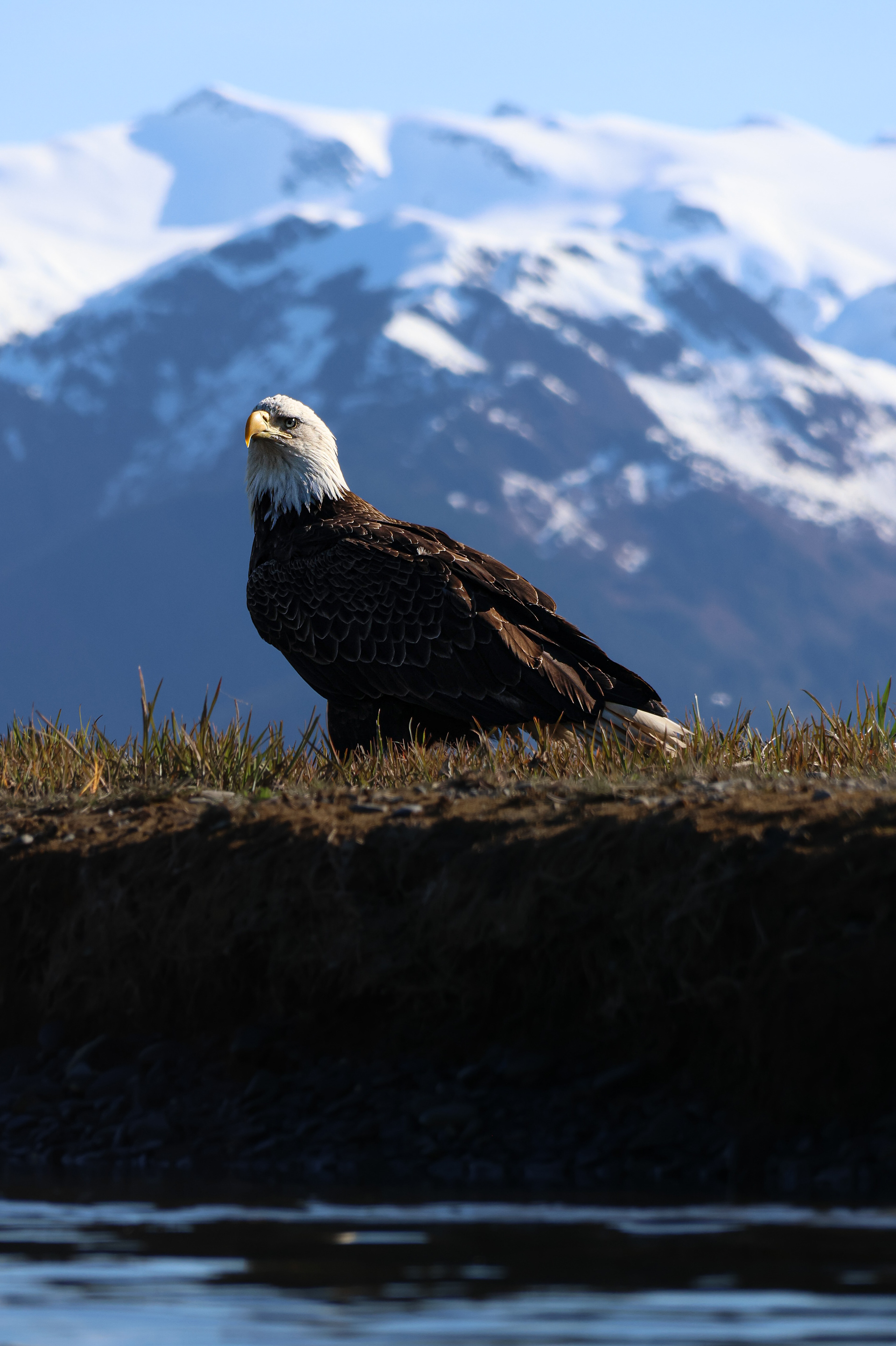 Bald Eagle Alaska 2026