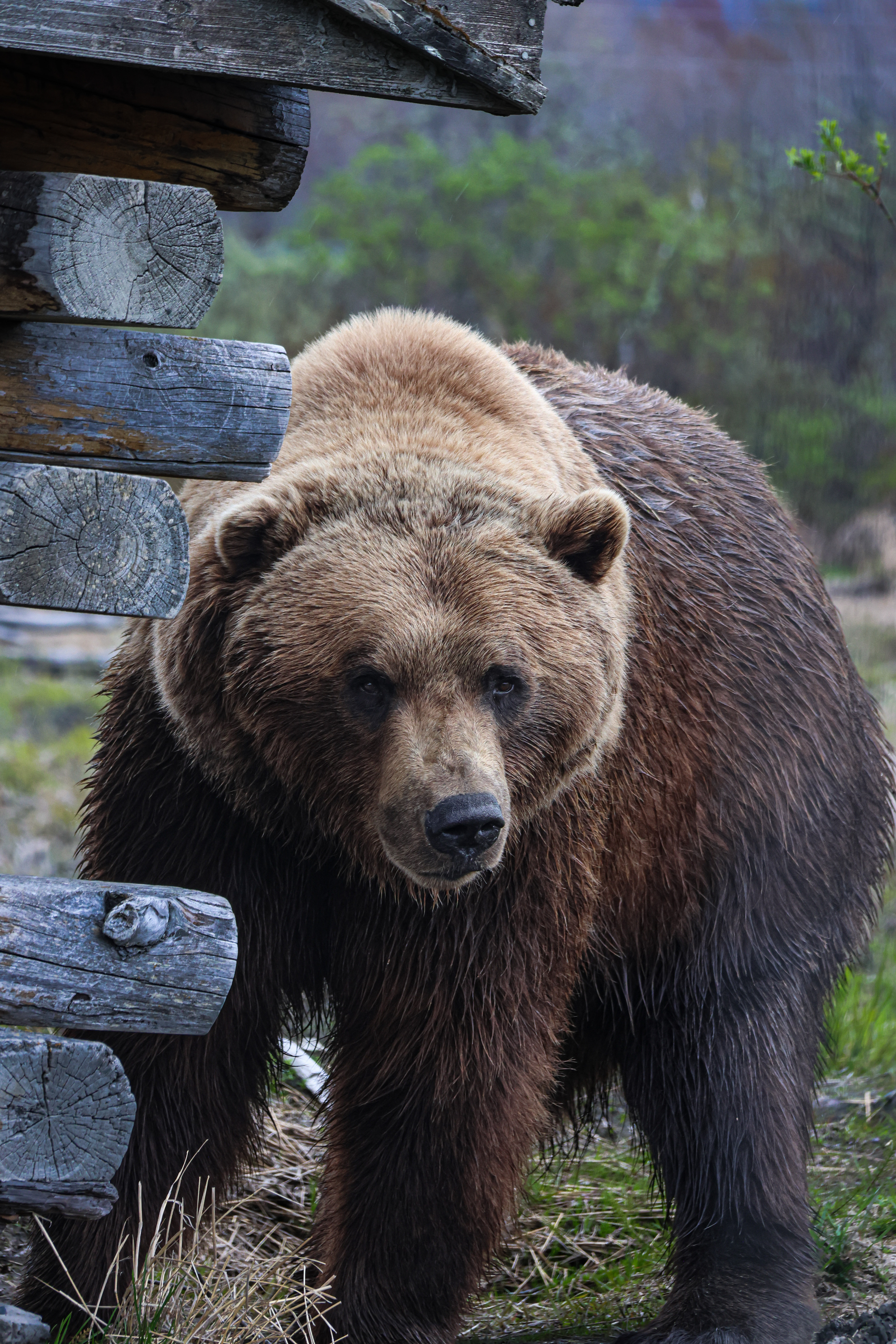 Brown Bear Alaska 2026