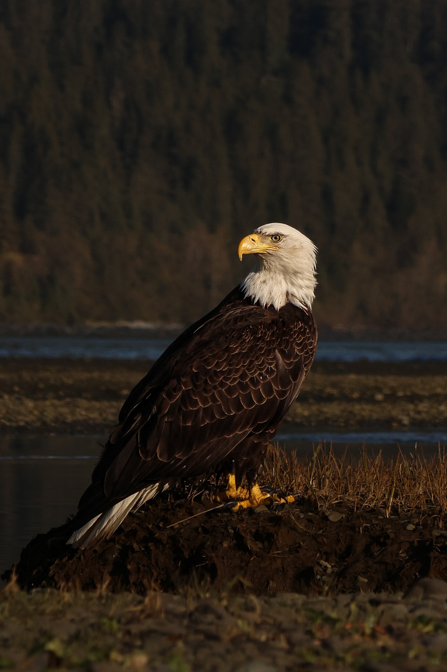 Bald Eagle Alaska 2026
