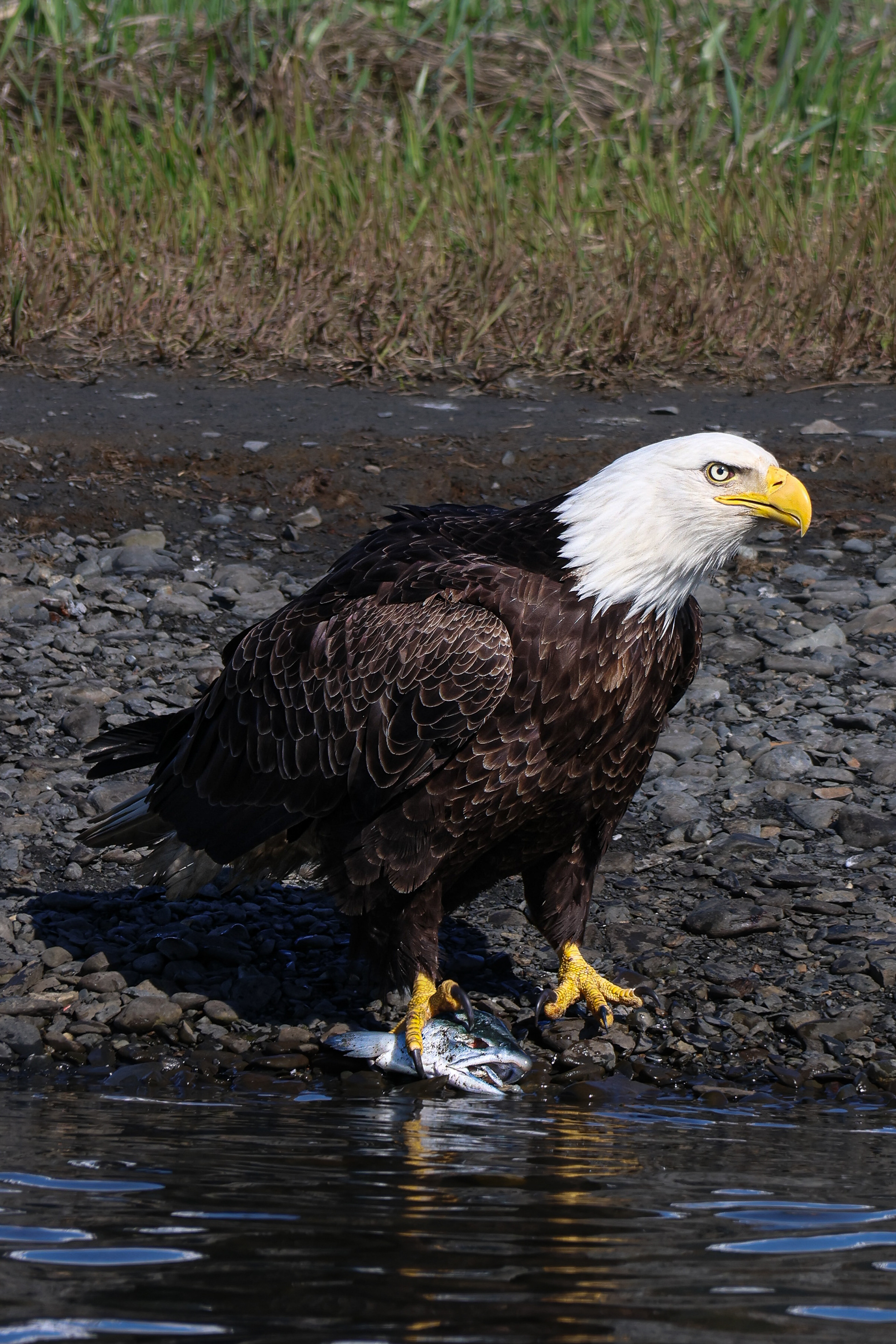Bald Eagle Alaska 2026