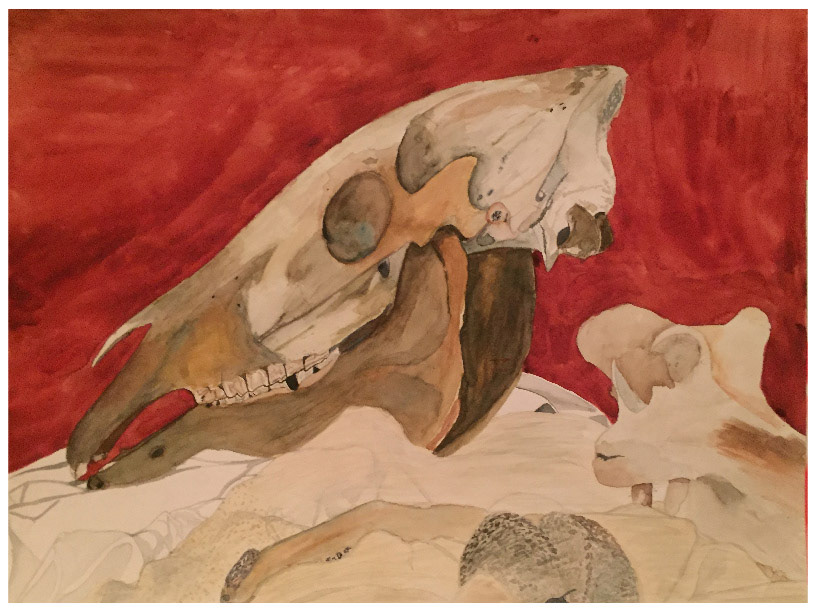 Skull Watercolor