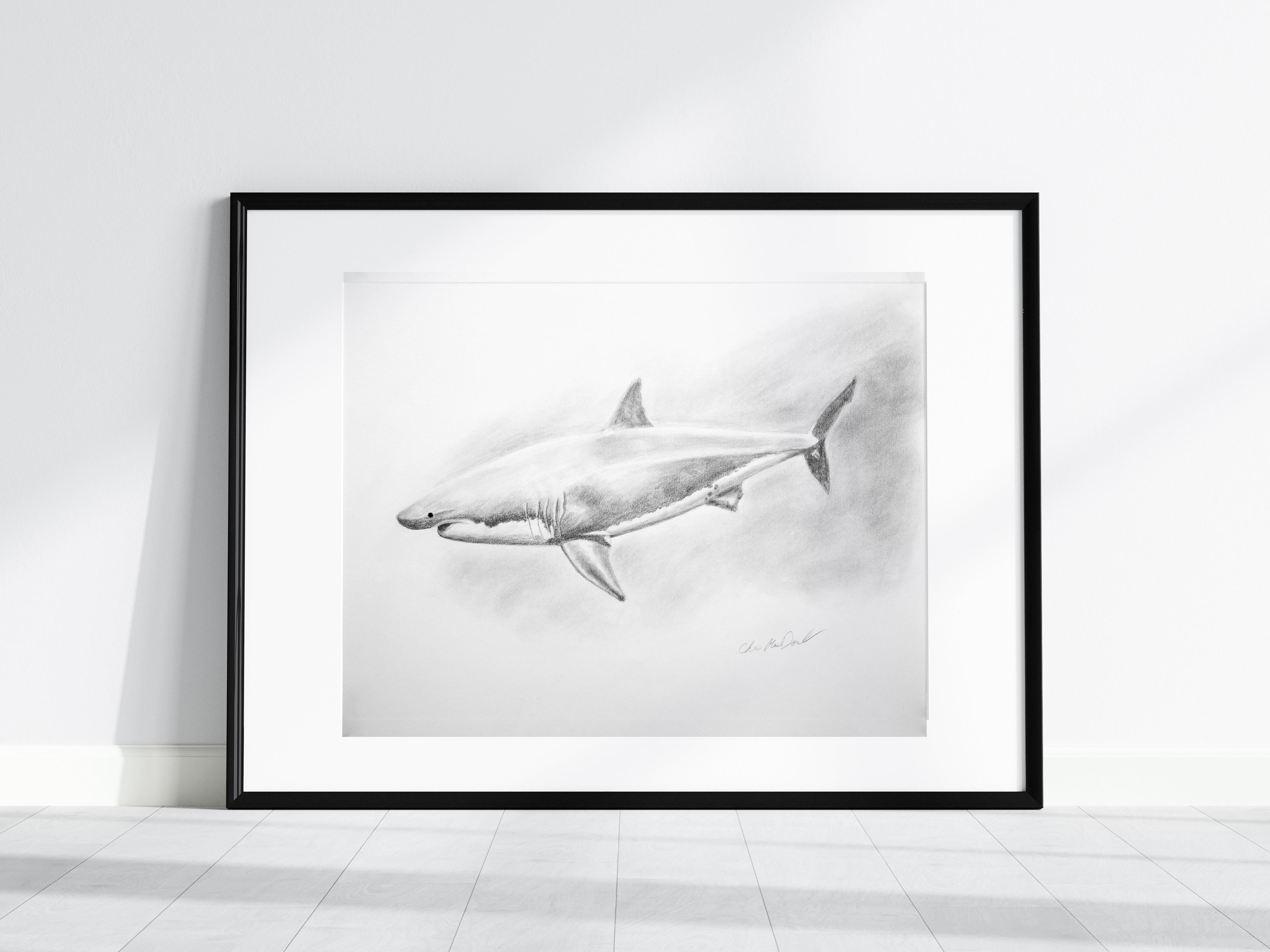 Black and white pencil drawing of a great white shark.