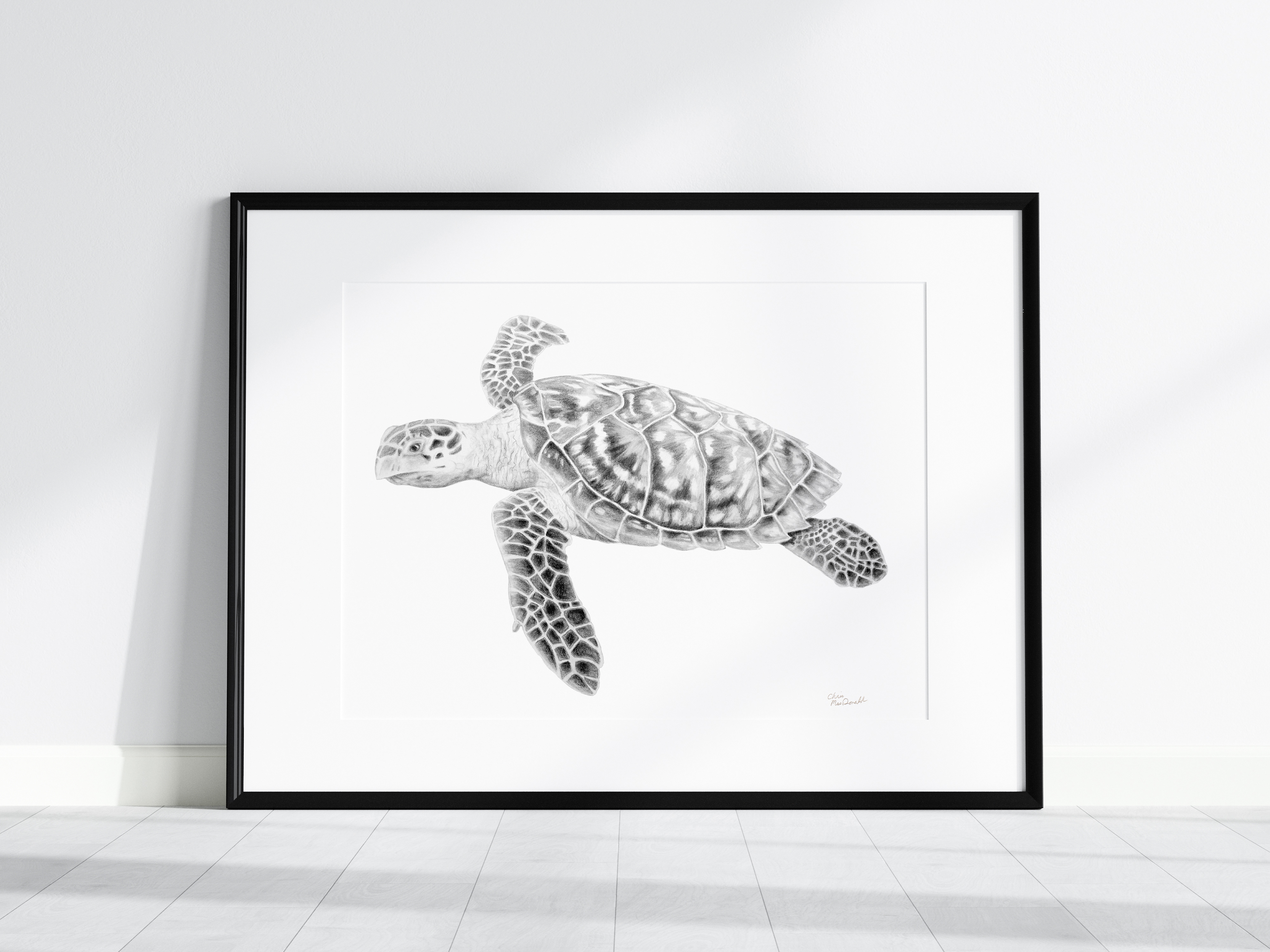 black and white pencil drawing of a sea turtle.