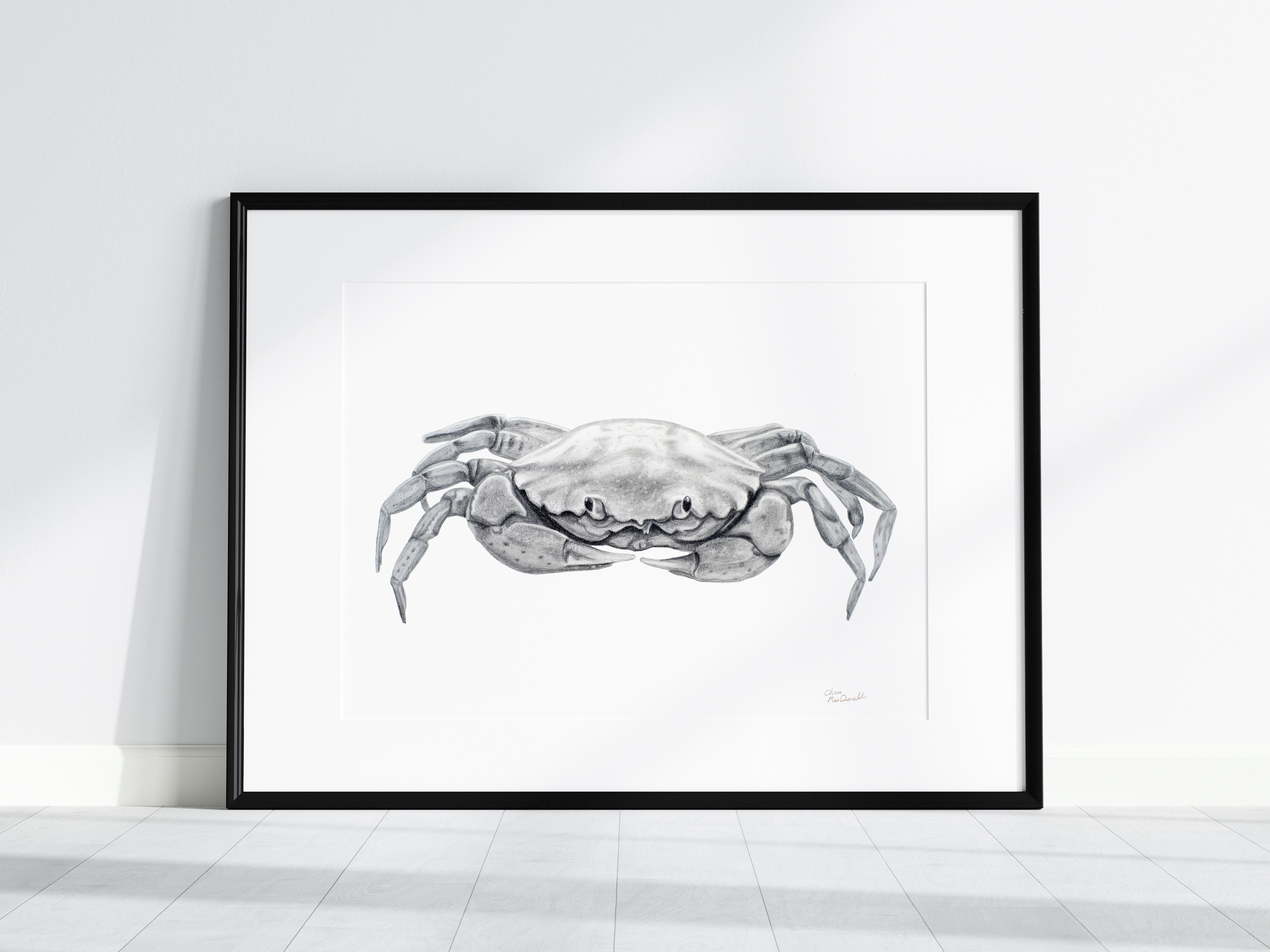 Black and white pencil drawing of a crab.