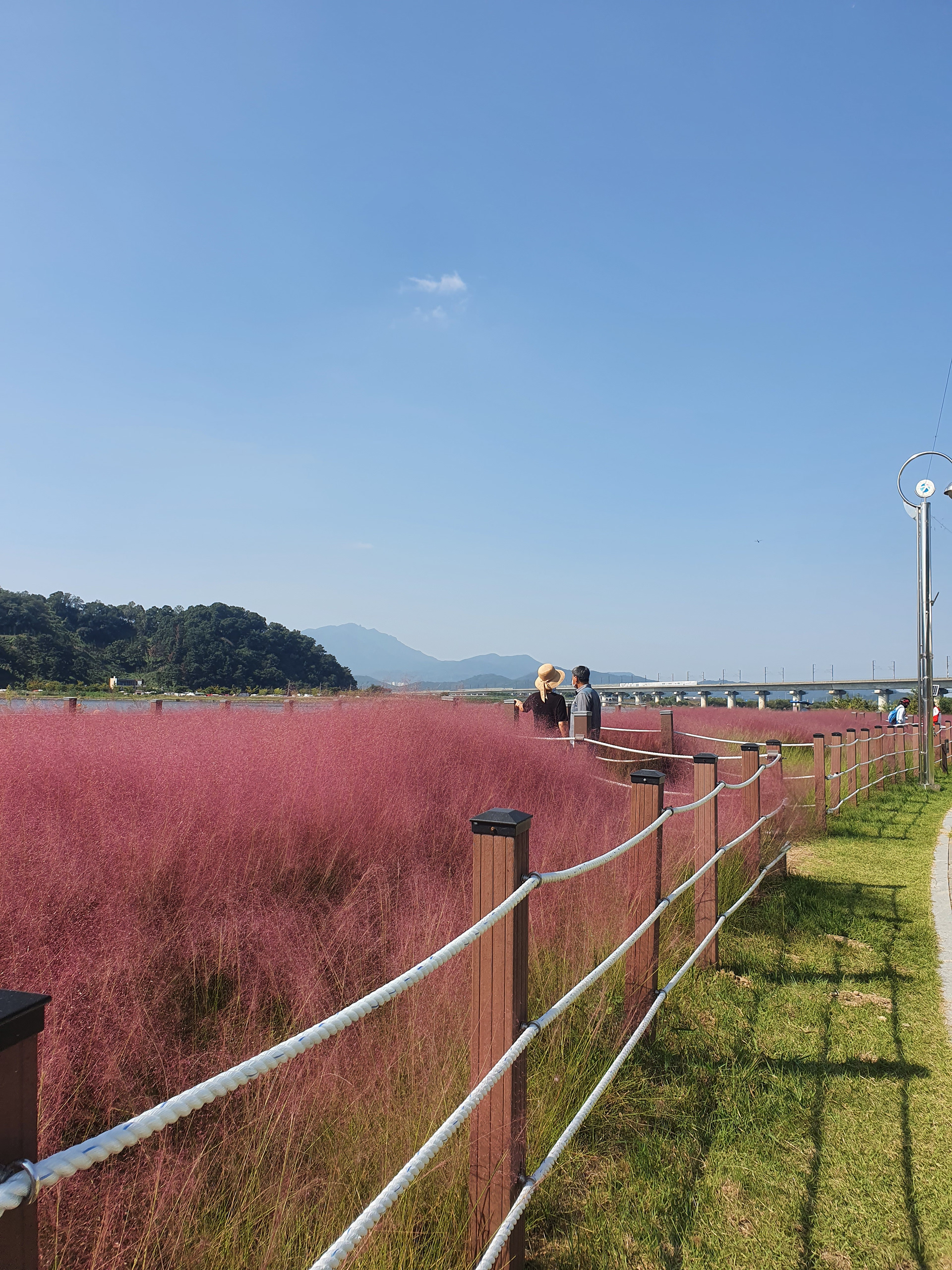 Pink muhly season with lots of families out and about.
