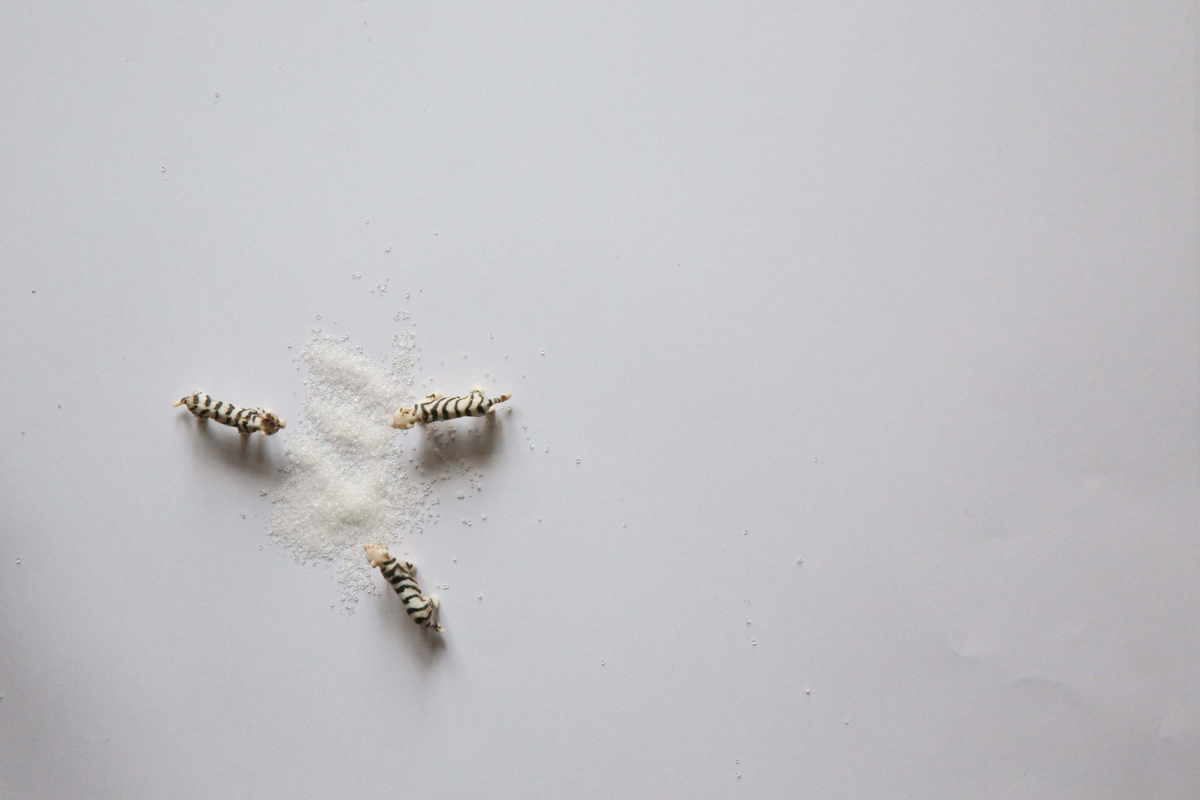 Tygři, a jak žili, jak byli krásní a jak zemřeli, a jak ke mně promlouvali, zatímco jedli mé rodiče, a jak jsem zase mluvil já a oni v jídle ustali, třebaže mým rodičům to bylo málo platné, v té chvíli by jim už nepomohlo nic na světě, a tak jsme si povídali, dlouho, a jeden tygr mi poradil s násobilkou a pak řekli, abych šel pryč, protože teď chtějí dojíst mé rodiče, a já jsem šel. Večer jsem se vrátil, abych srub zapálil. Tenkrát jsme to tak dělávali. 