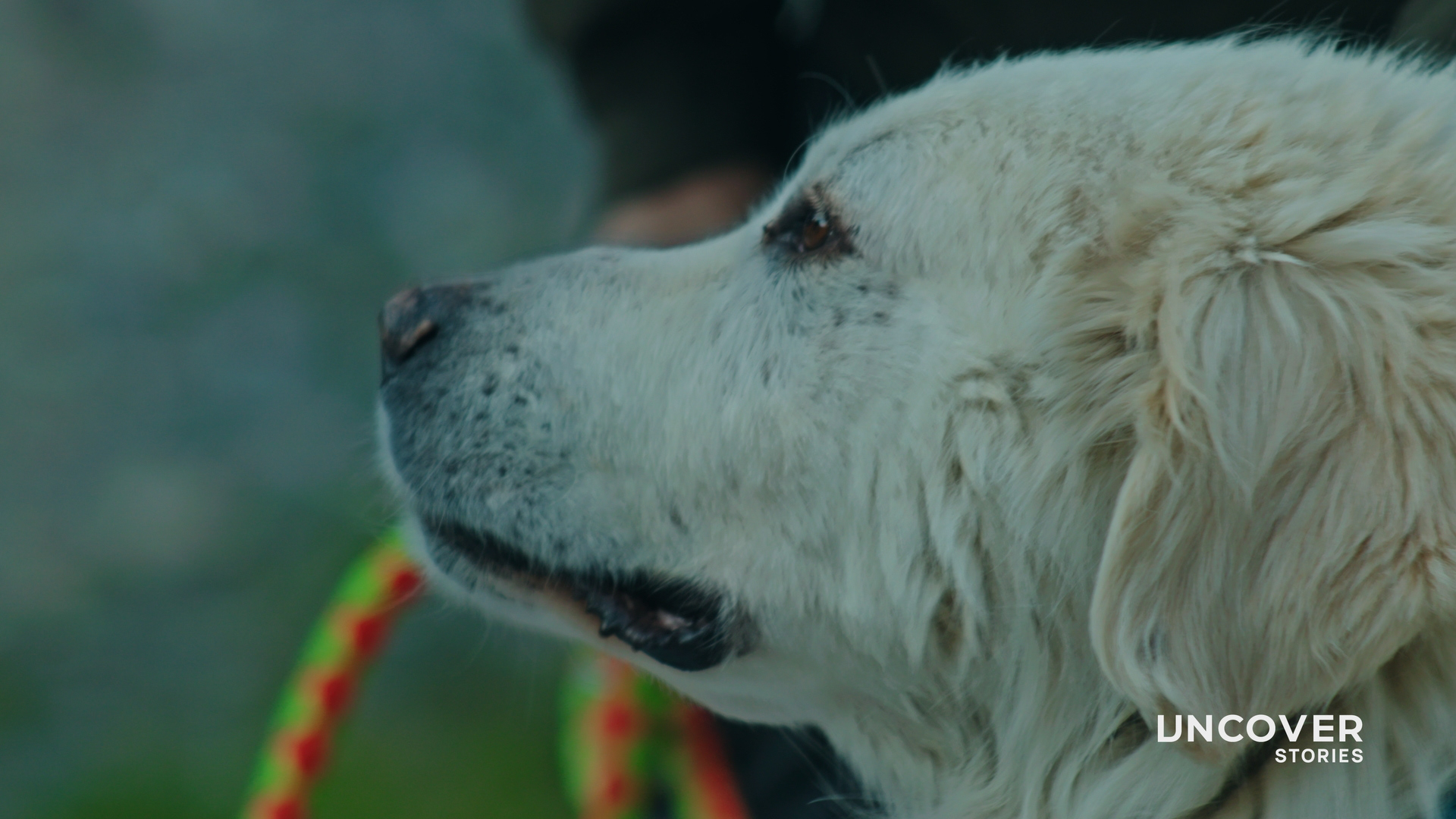 Τα Σκυλιά Πάνε Πάντα Στον Παράδεισο | Uncover Stories