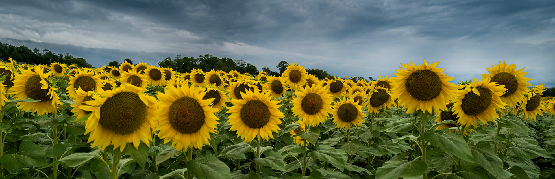 Sunflowers in Chambersburg, PA