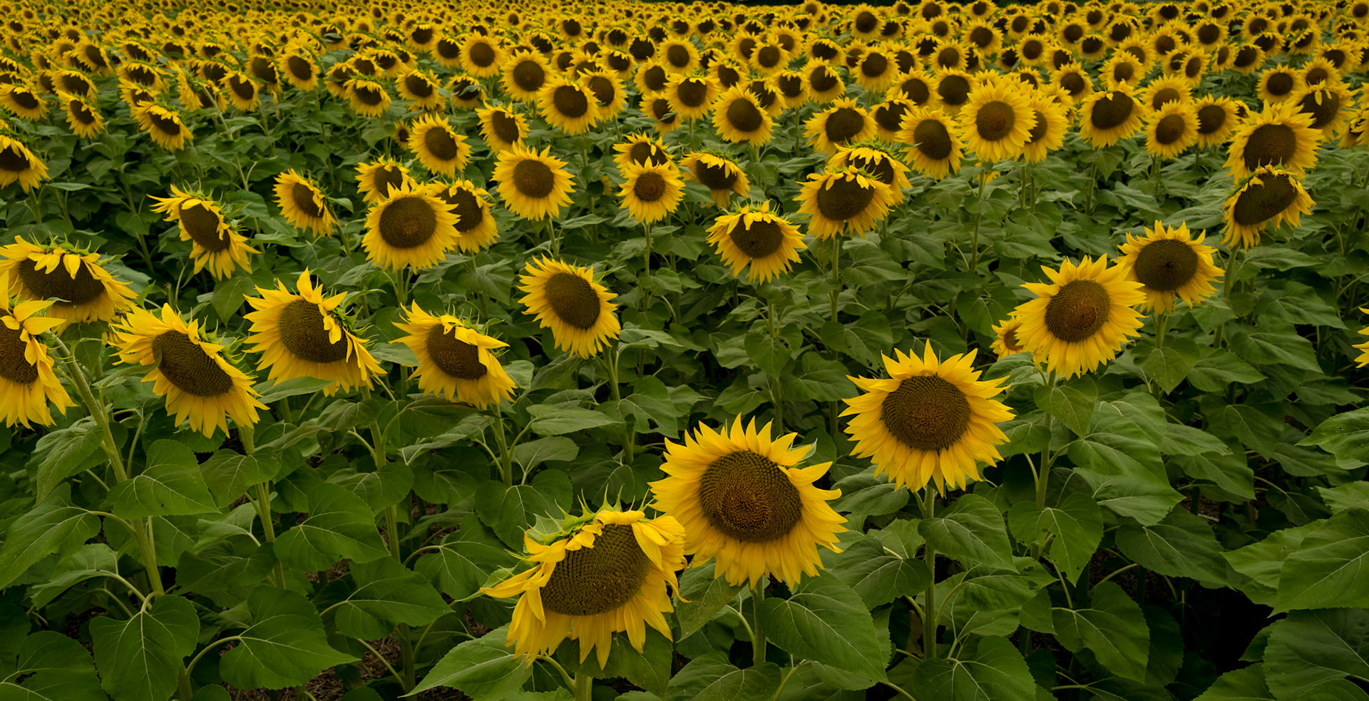 Sunflowers in Chambersburg, PA