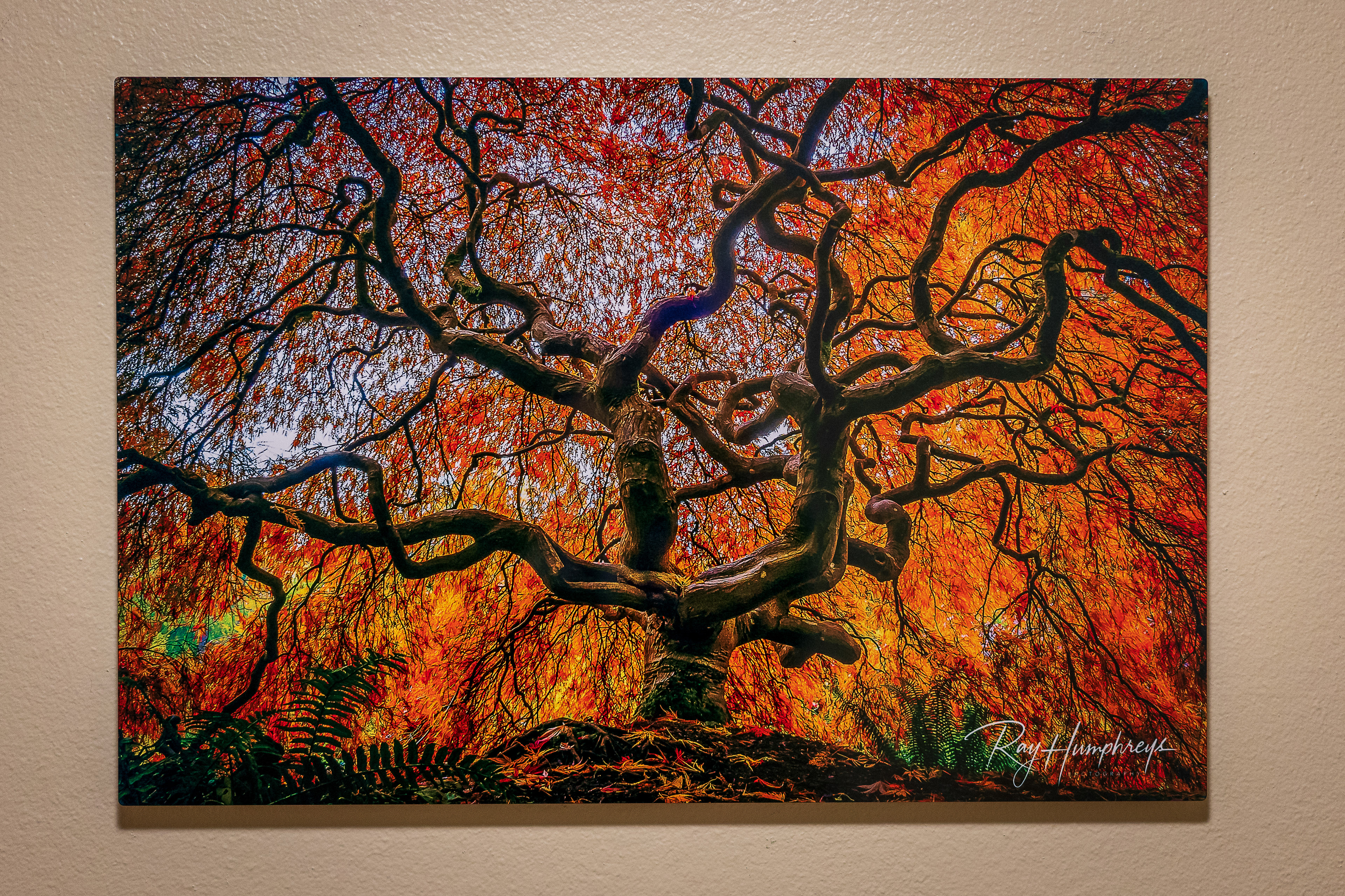Kubota Garden Seattle - 16” x 24” Chromaluxe Aluminum Panel