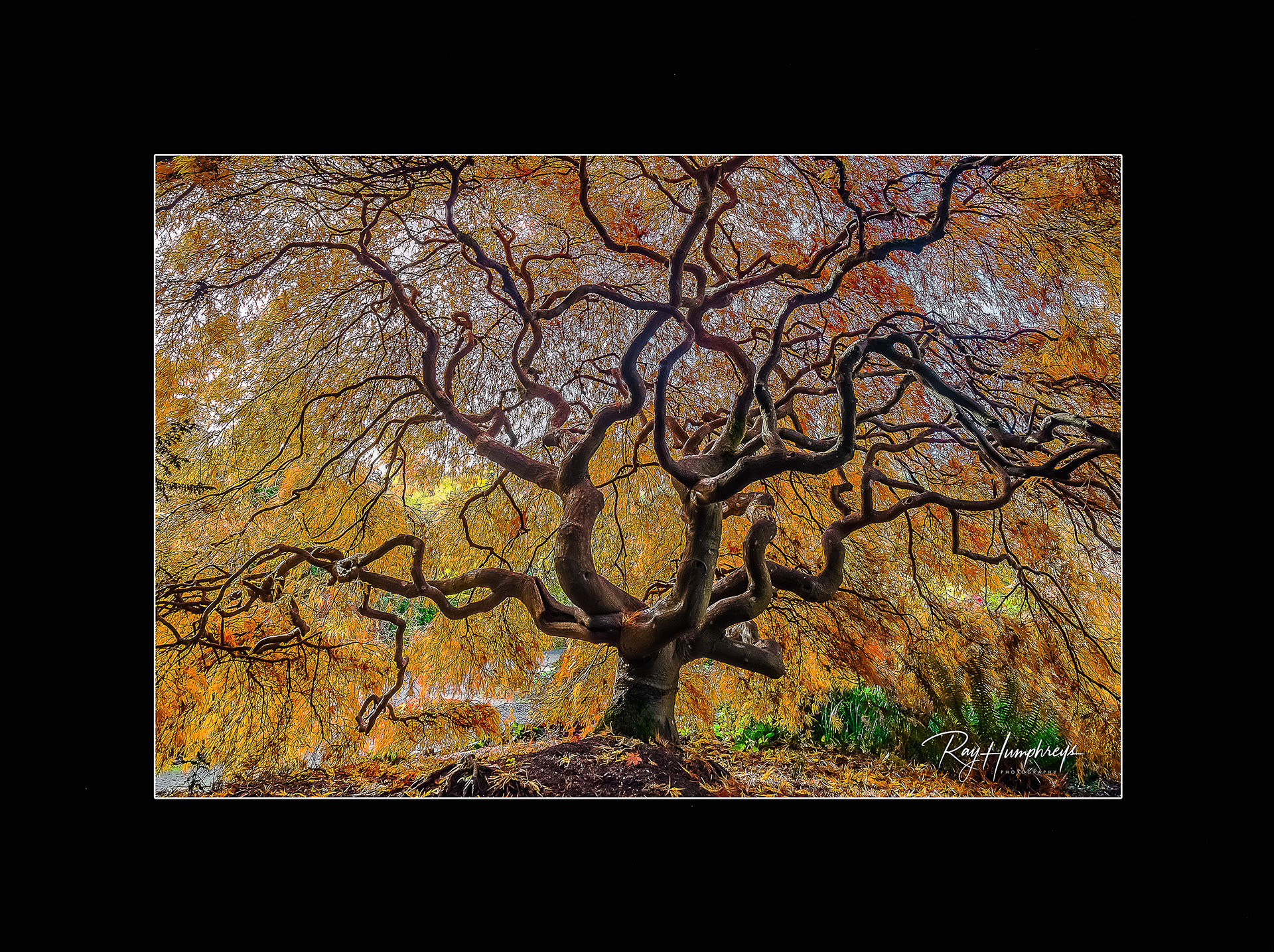Kubota Gardens Lustre Print - 18” x 24” Frame Size Matted to 12” x 18” Image Size