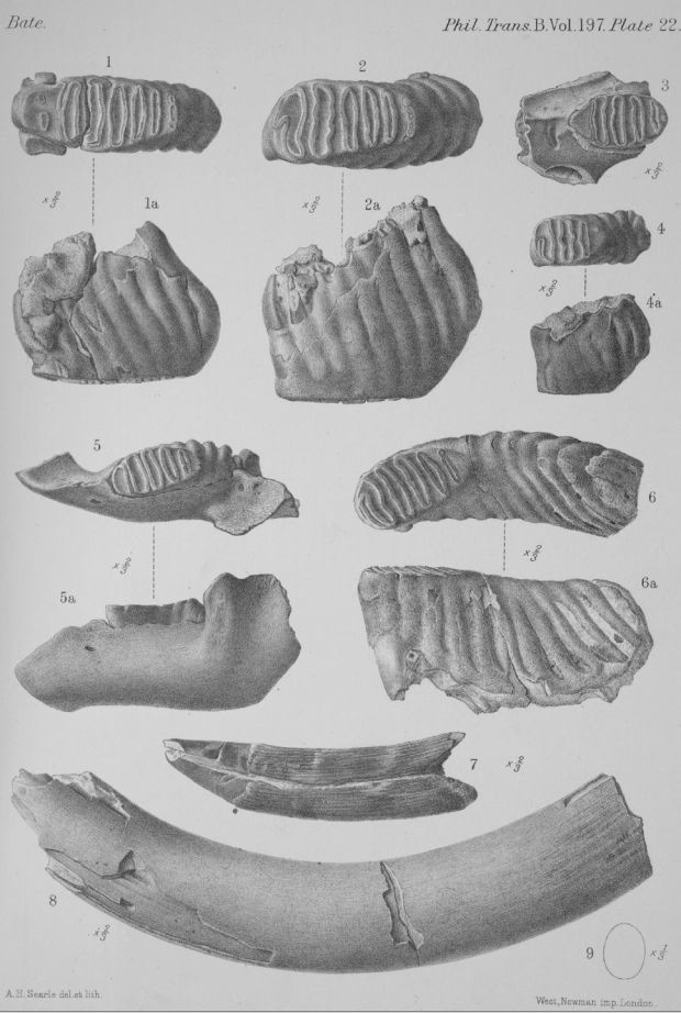 black and white poster with fossil illustrations of dwarf elephant incisor, teeth and mandibles