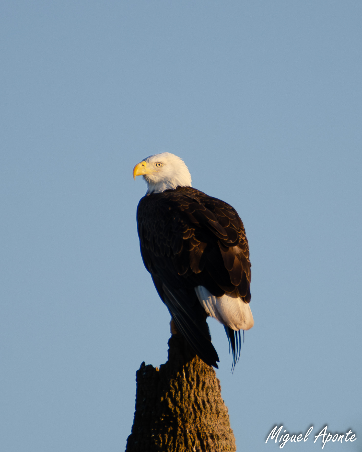 Bald Eagle