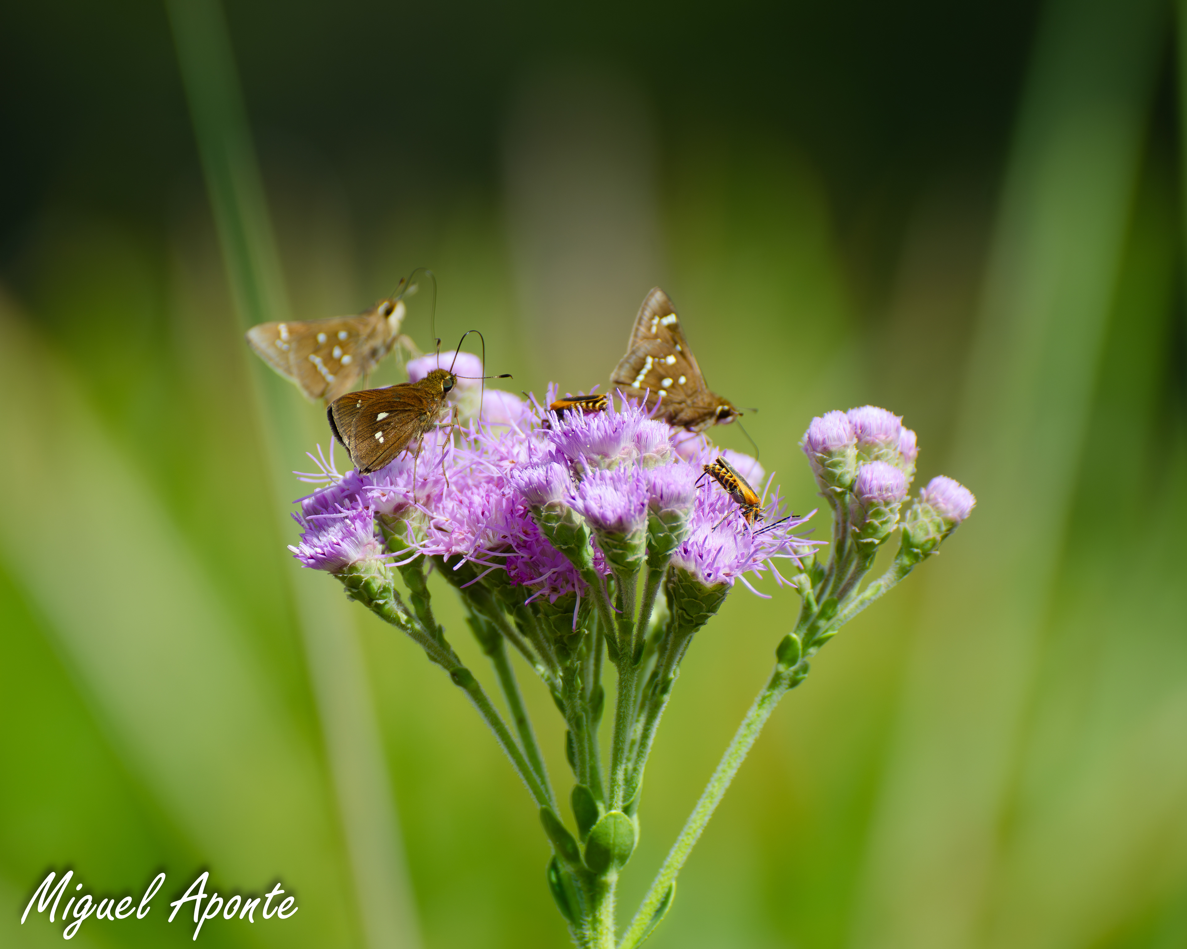 Painted Lady Butterflies