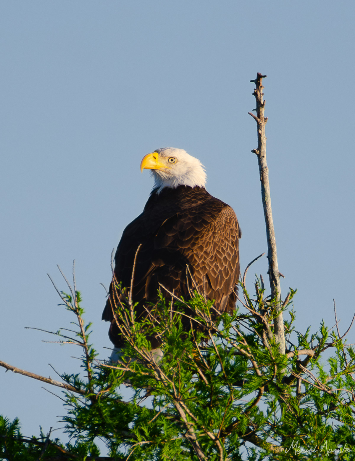 Bald Eagle