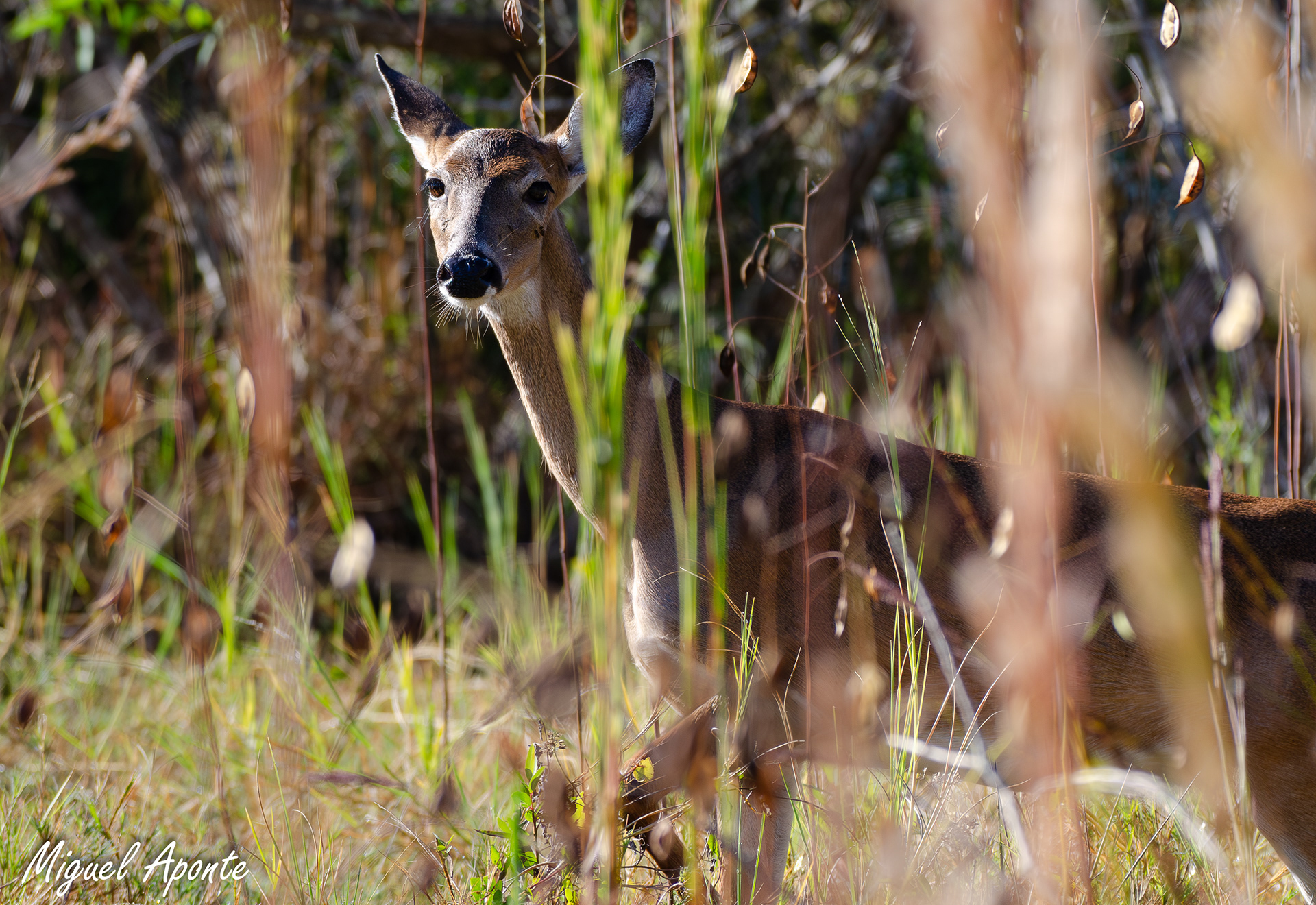 White-tailed Deer