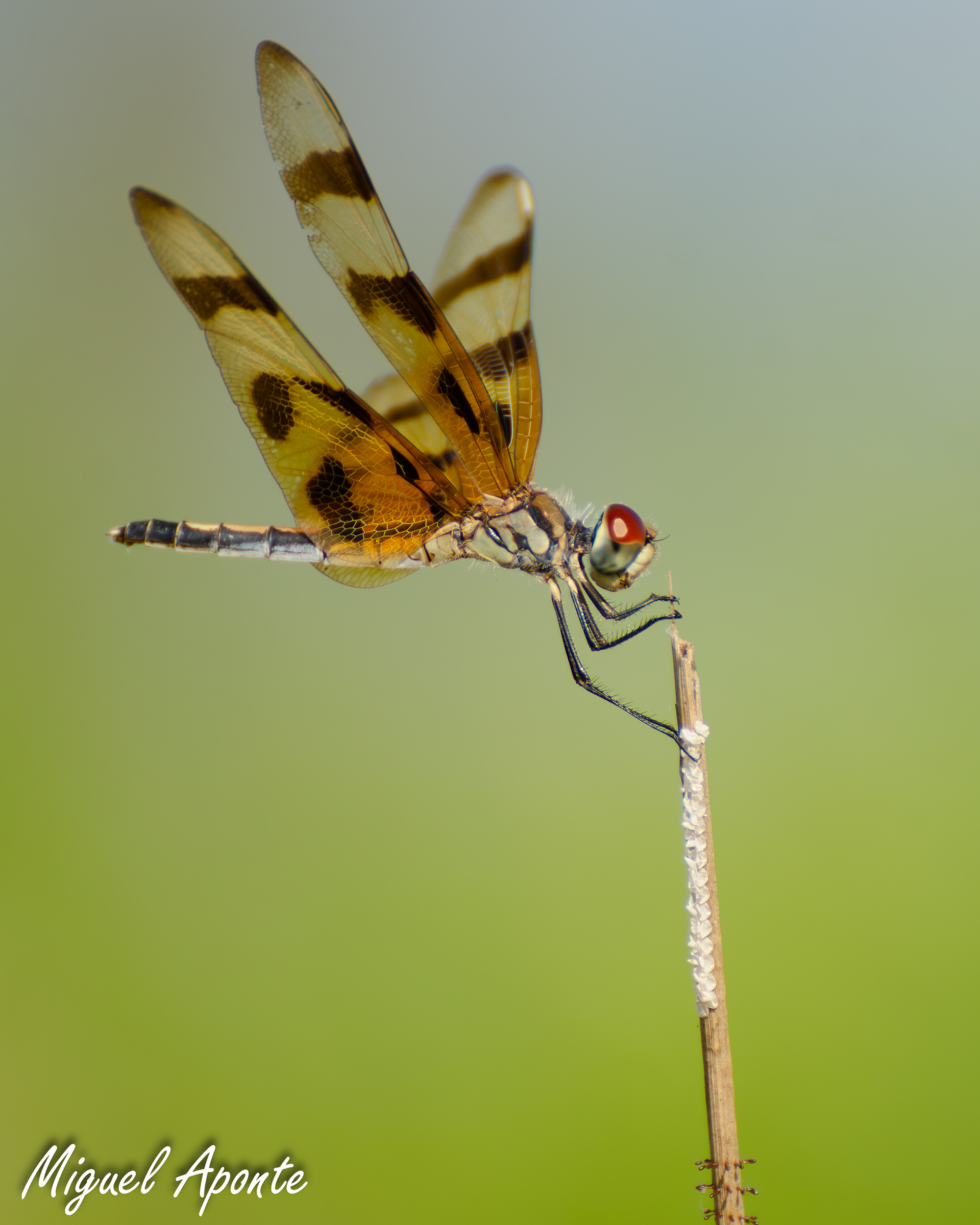 Halloween Pennant Dragonfly