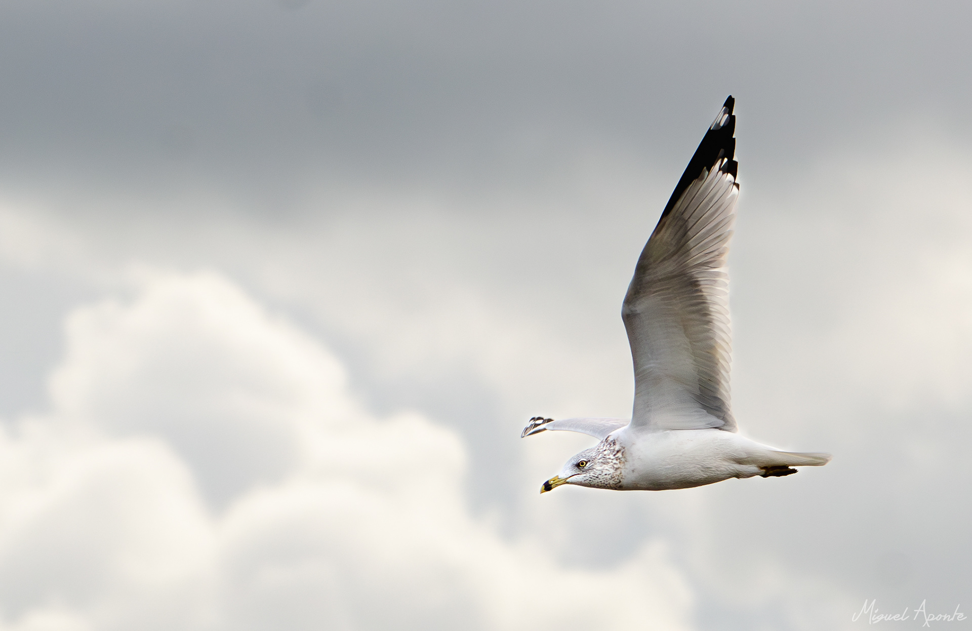 Ring-billed Gull