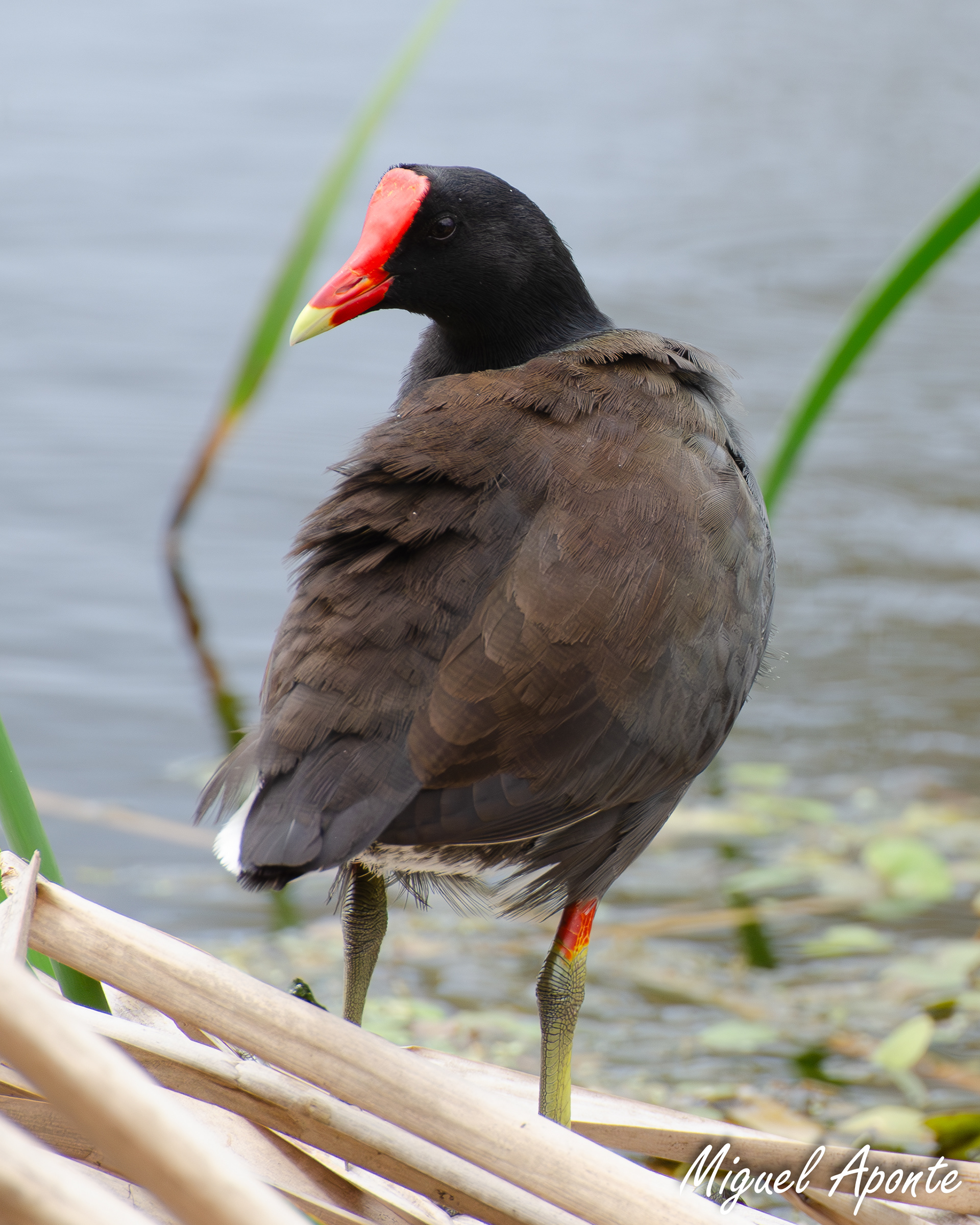 Common Gallinule