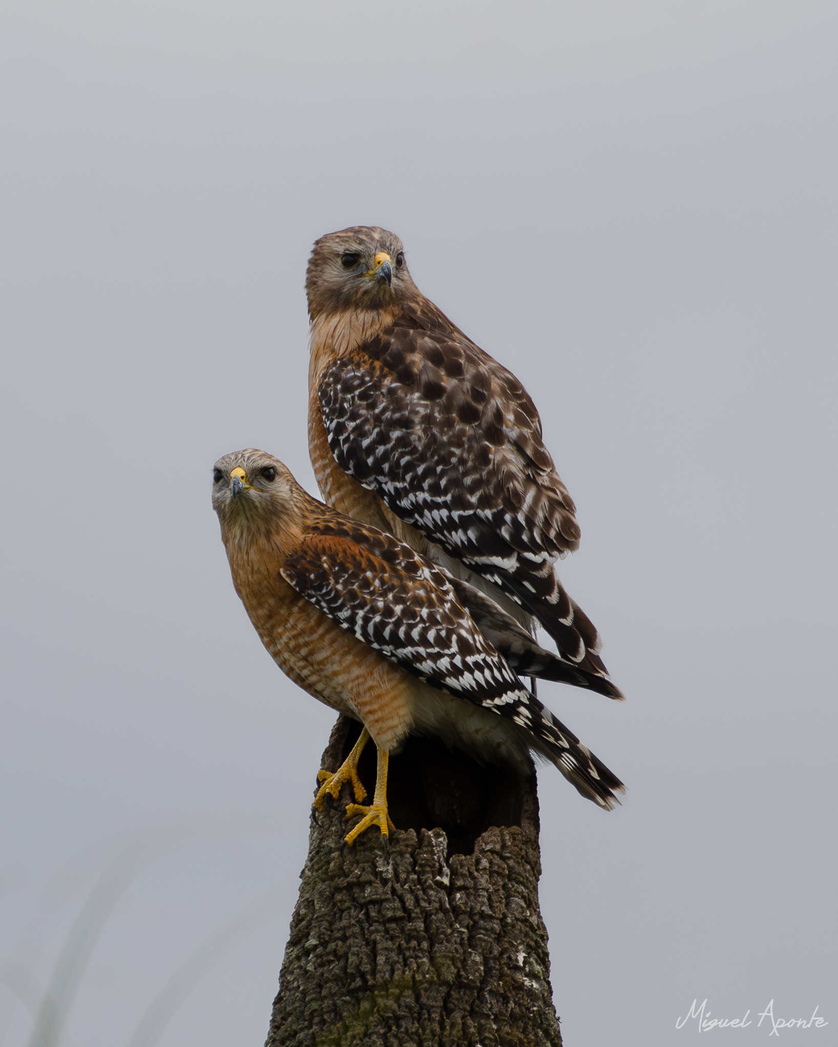 Red-shouldered Hawk