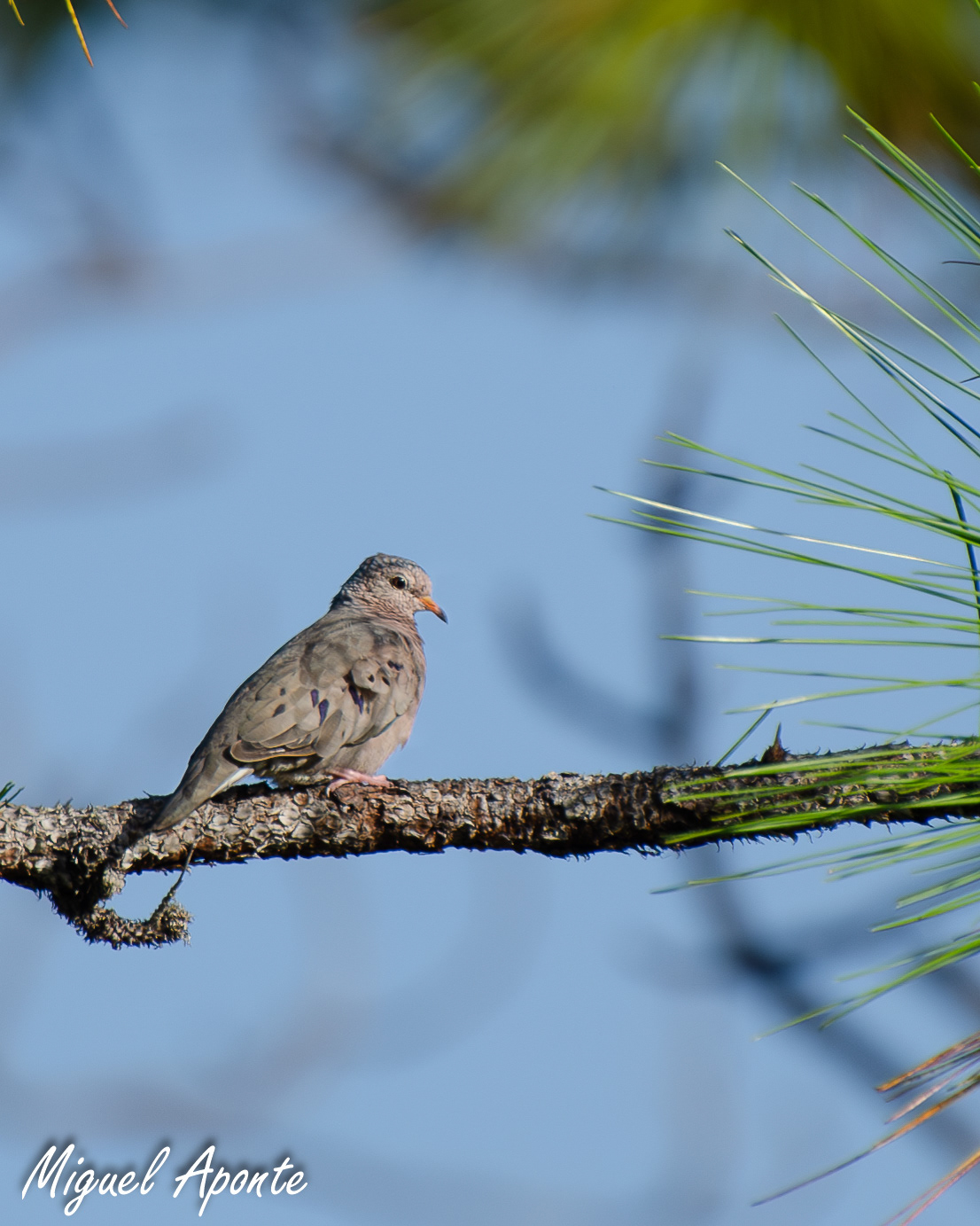 Common Ground Dove