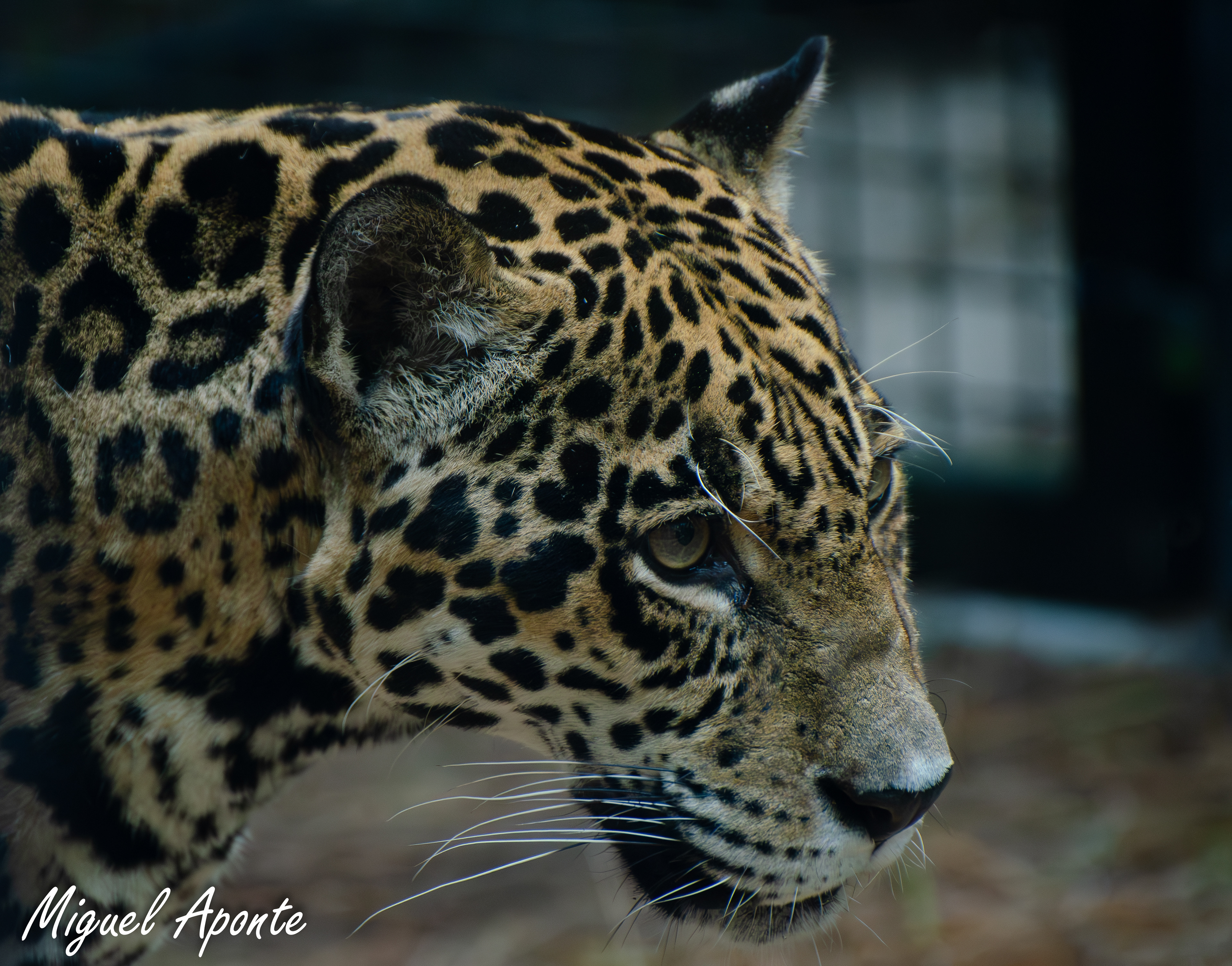 Jaguar