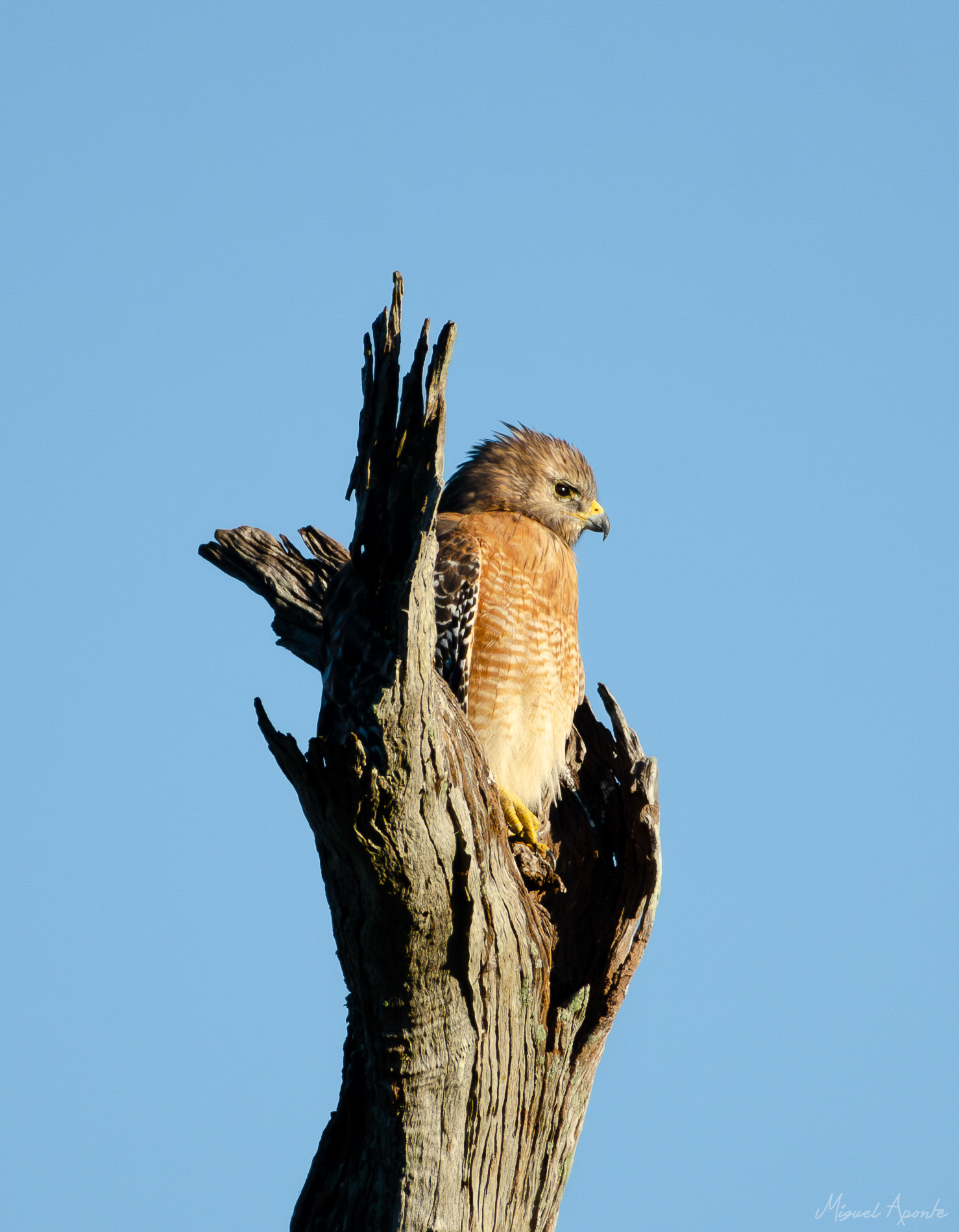 Red-Shouldered Hawk