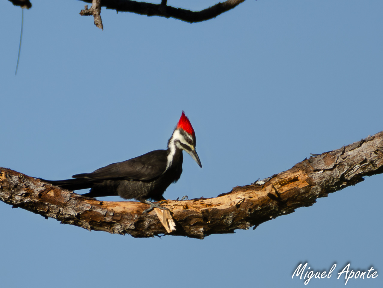 Pileated Woodpecker