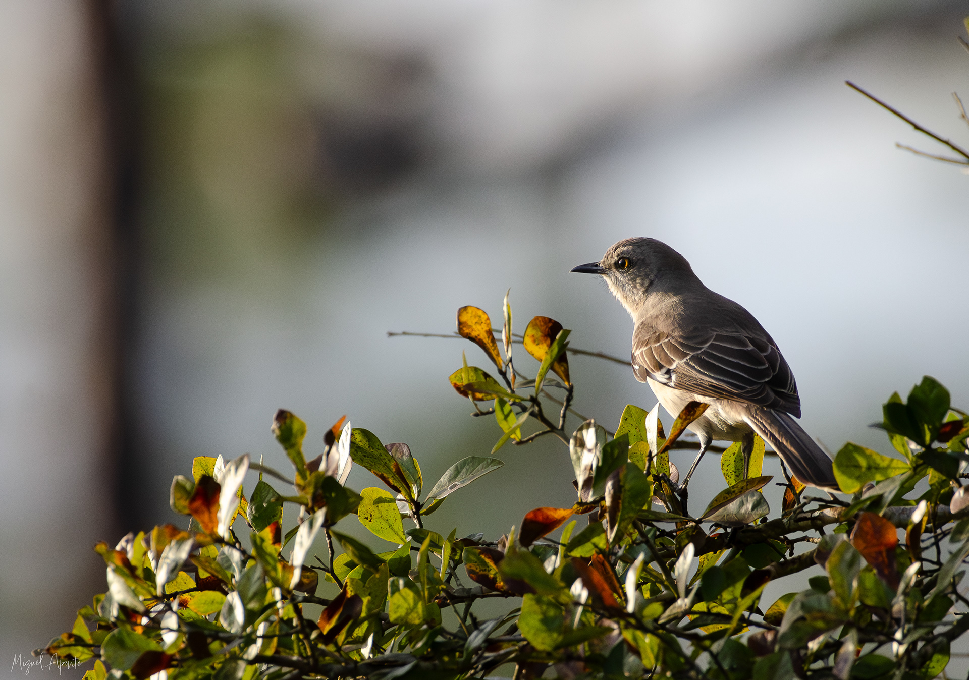 Northern Mocking Bird