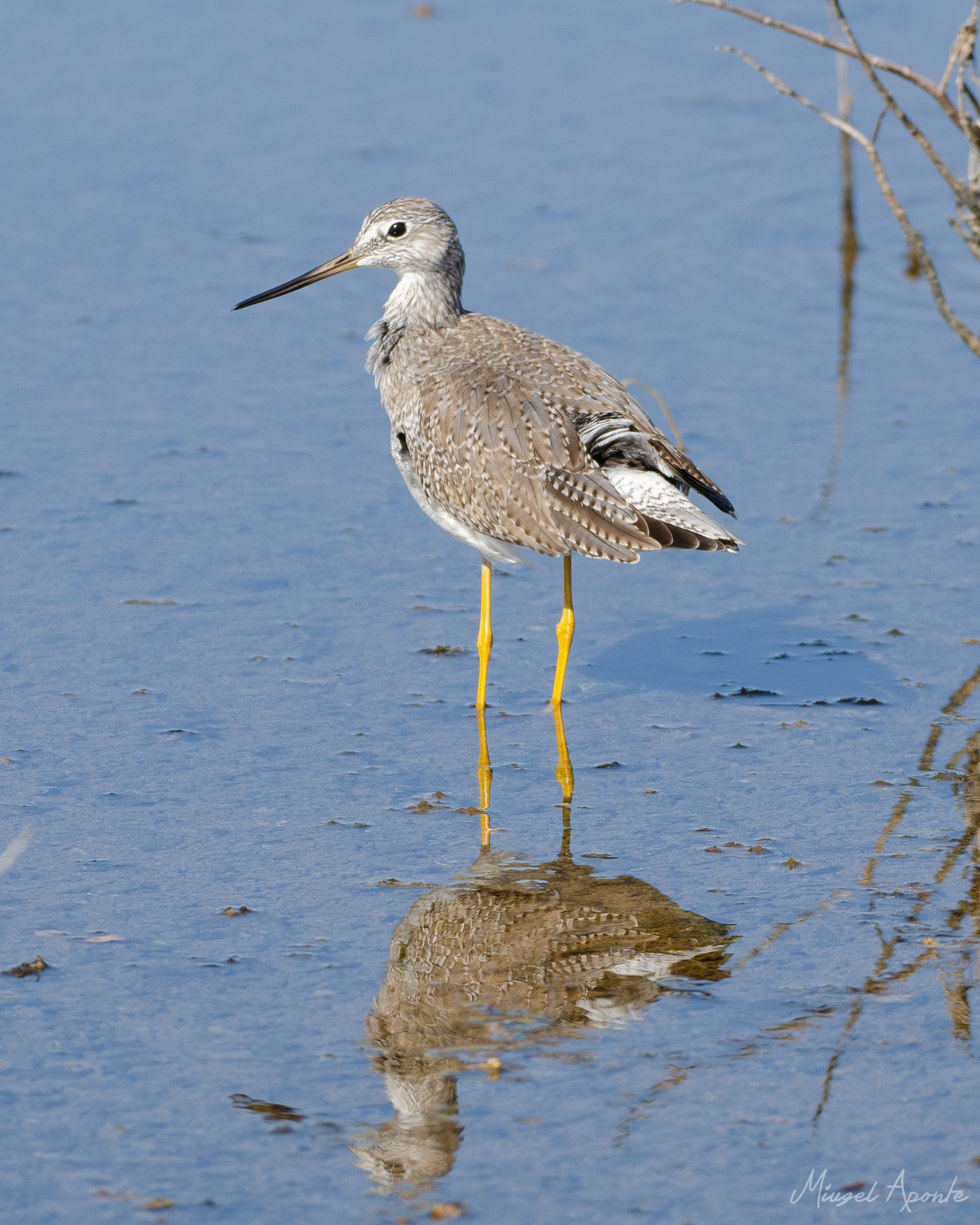 Greater Yellowleg