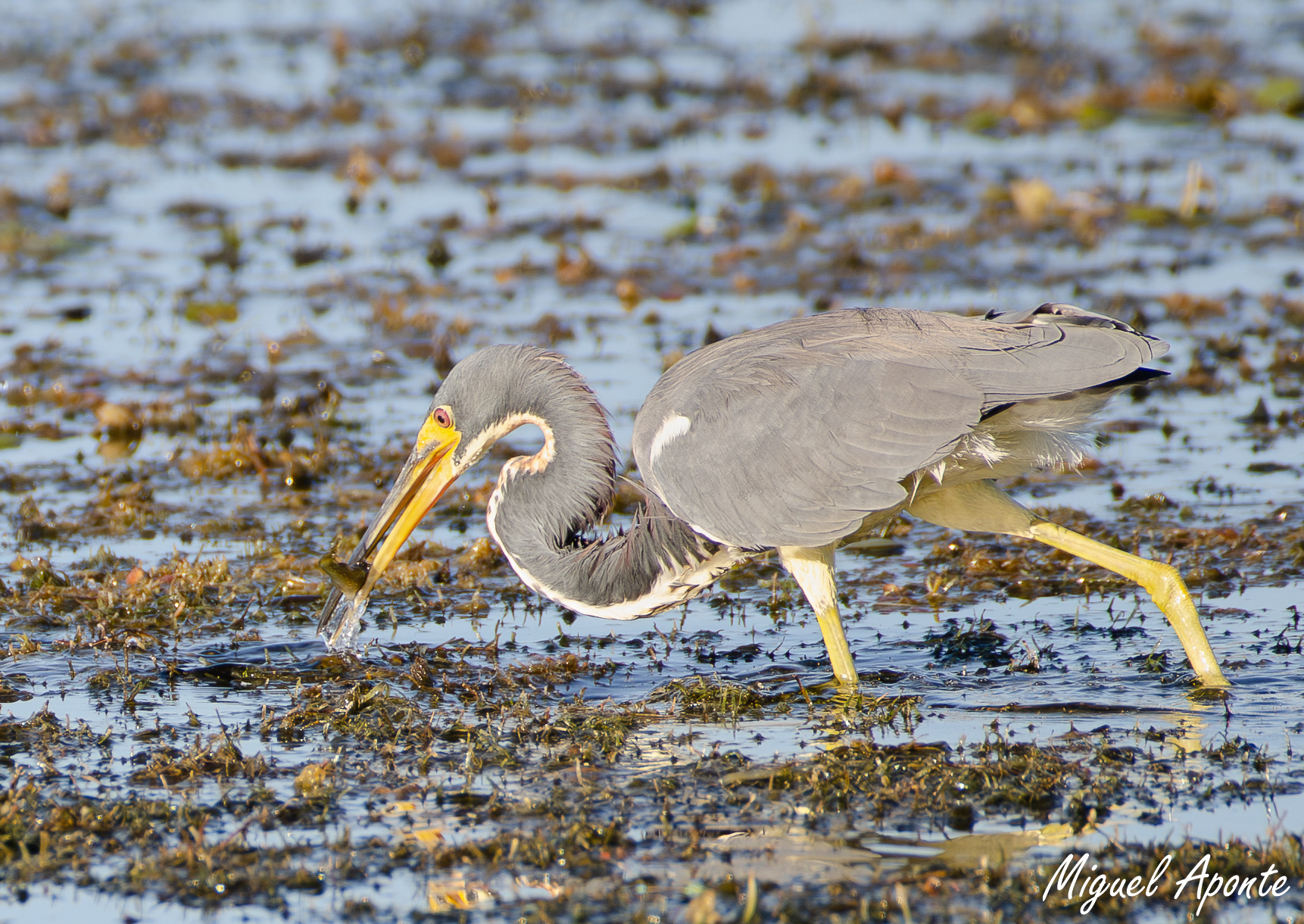 Tri-colored Heron