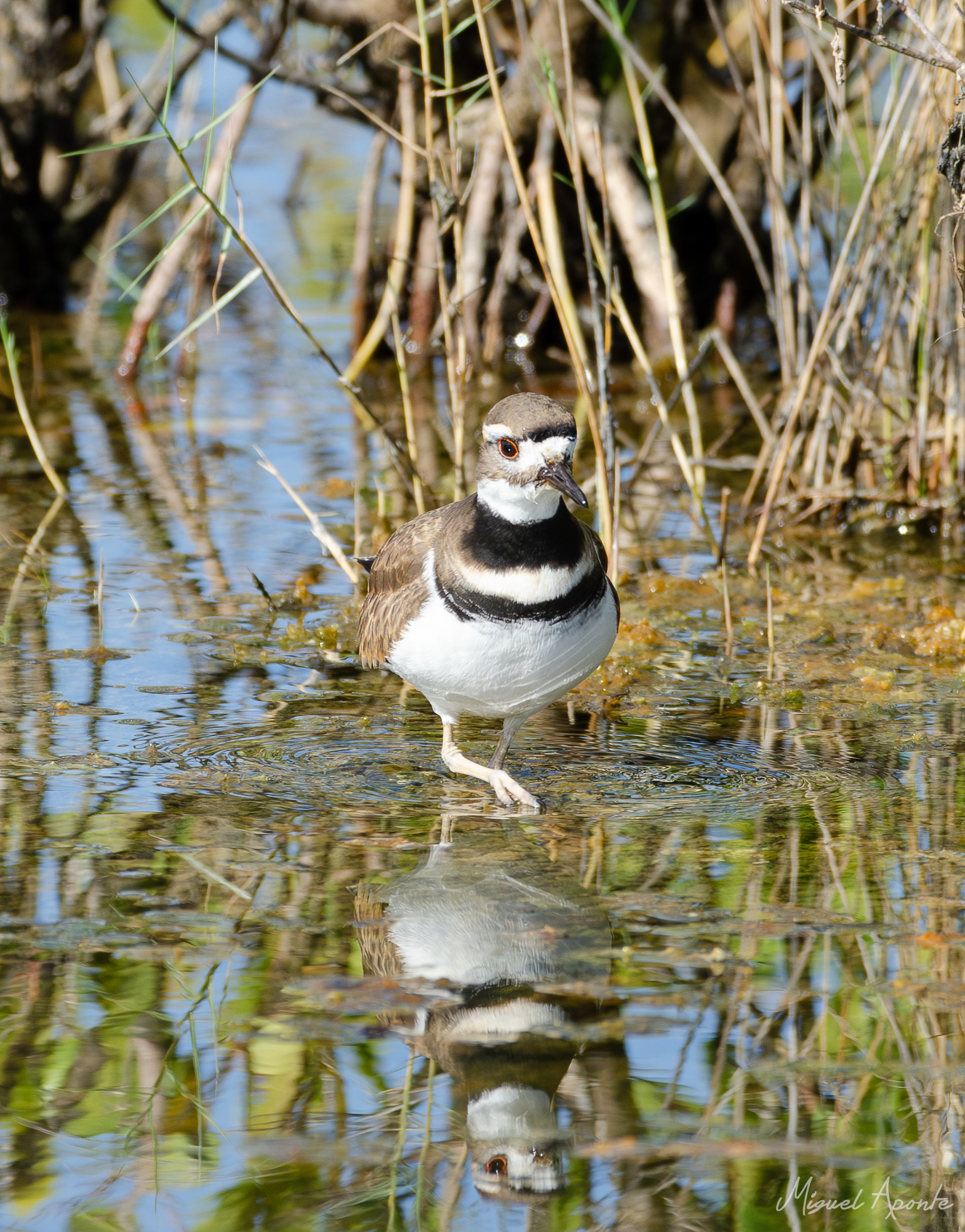 Killdeer