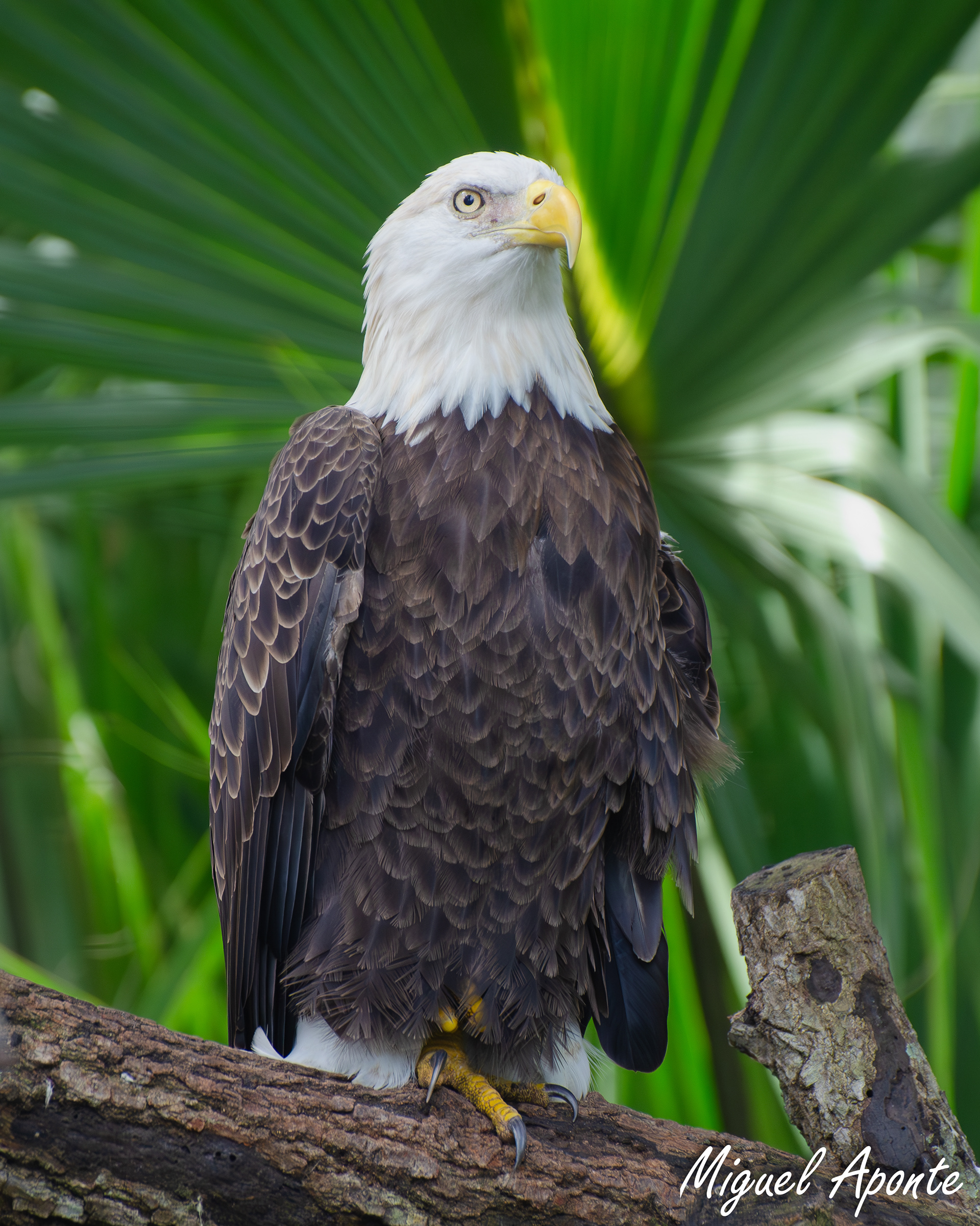 Bald Eagle