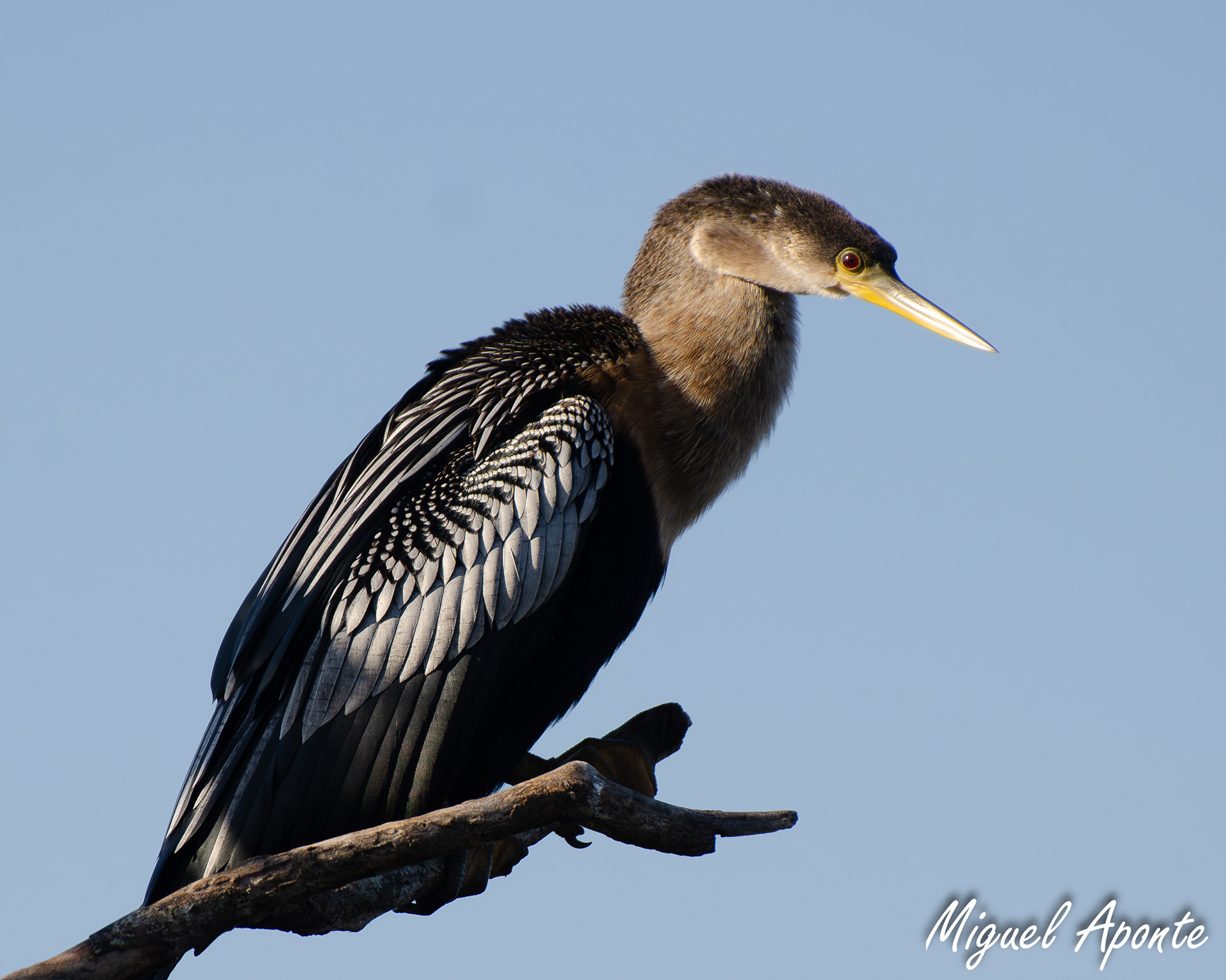 Anhinga 