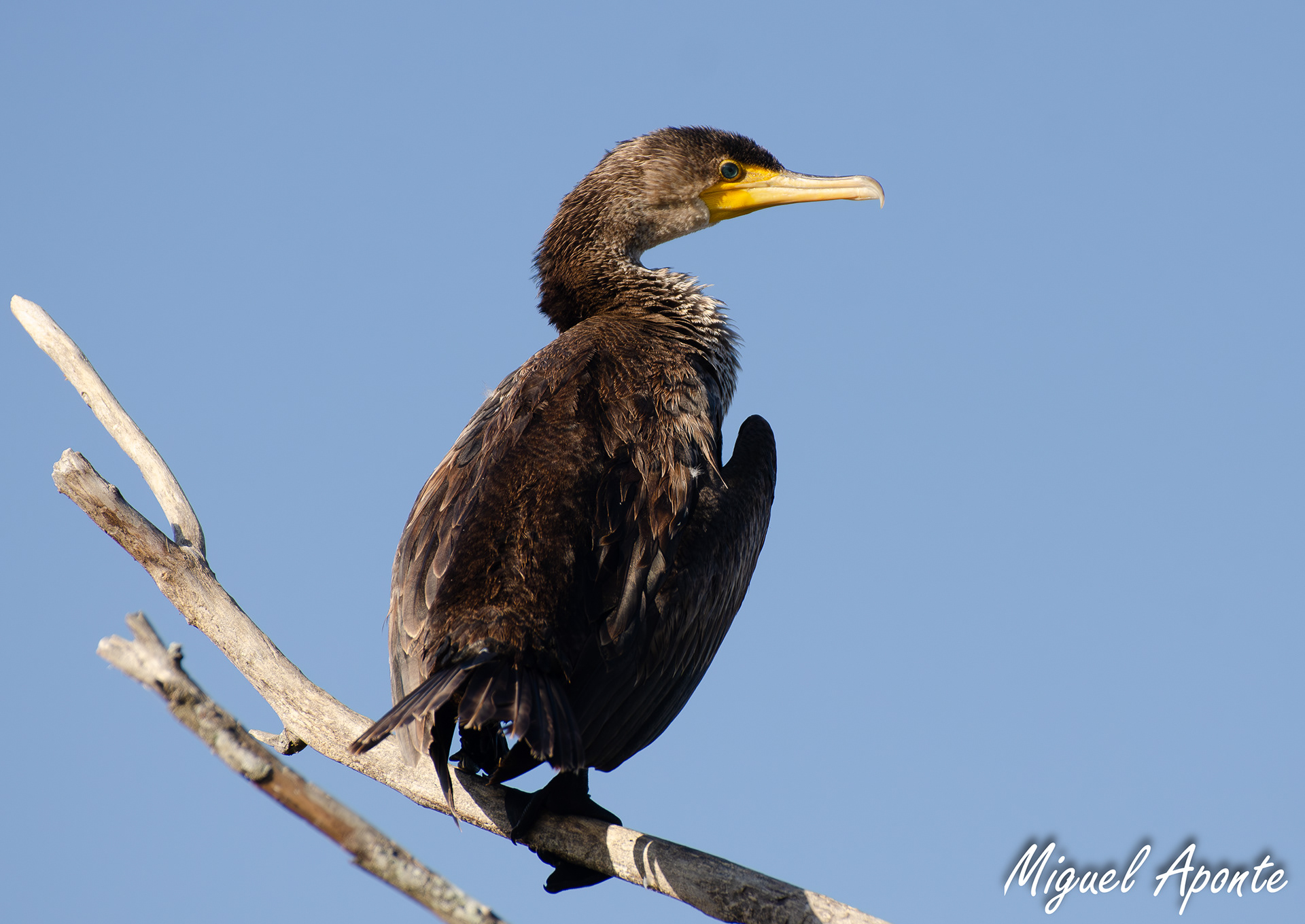 Double-crested Cormorant
