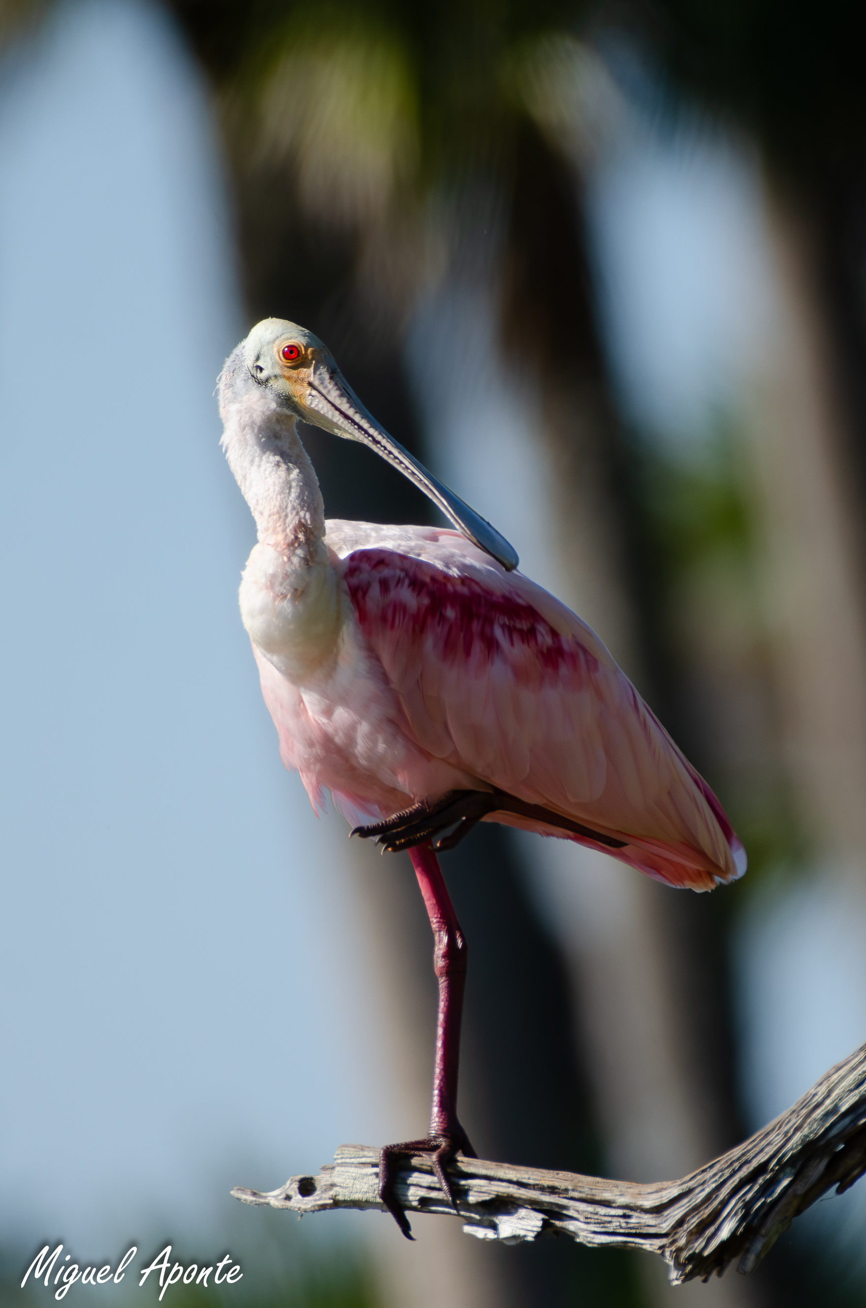 Roseate Spoonbill