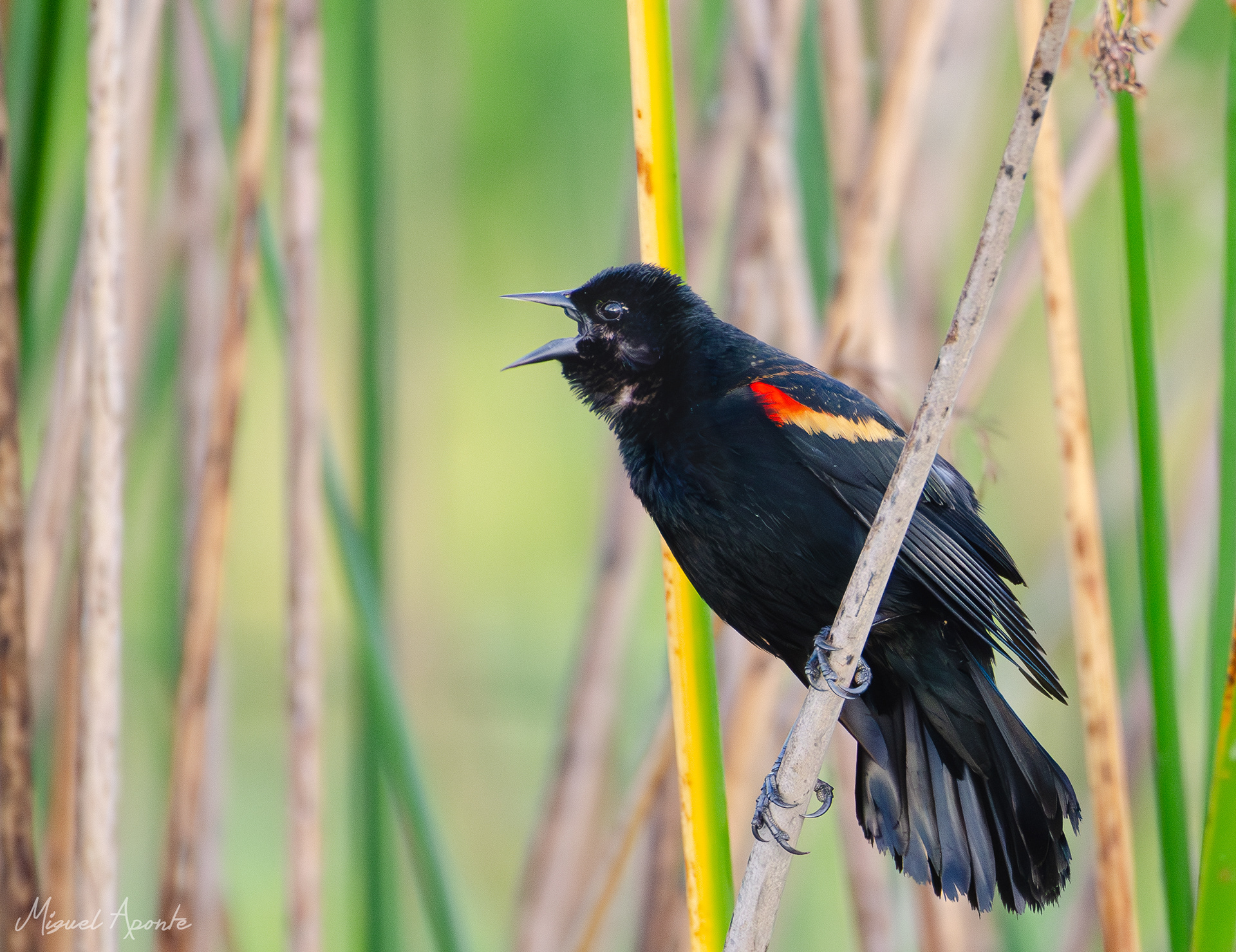 Red-winged Blackbird 