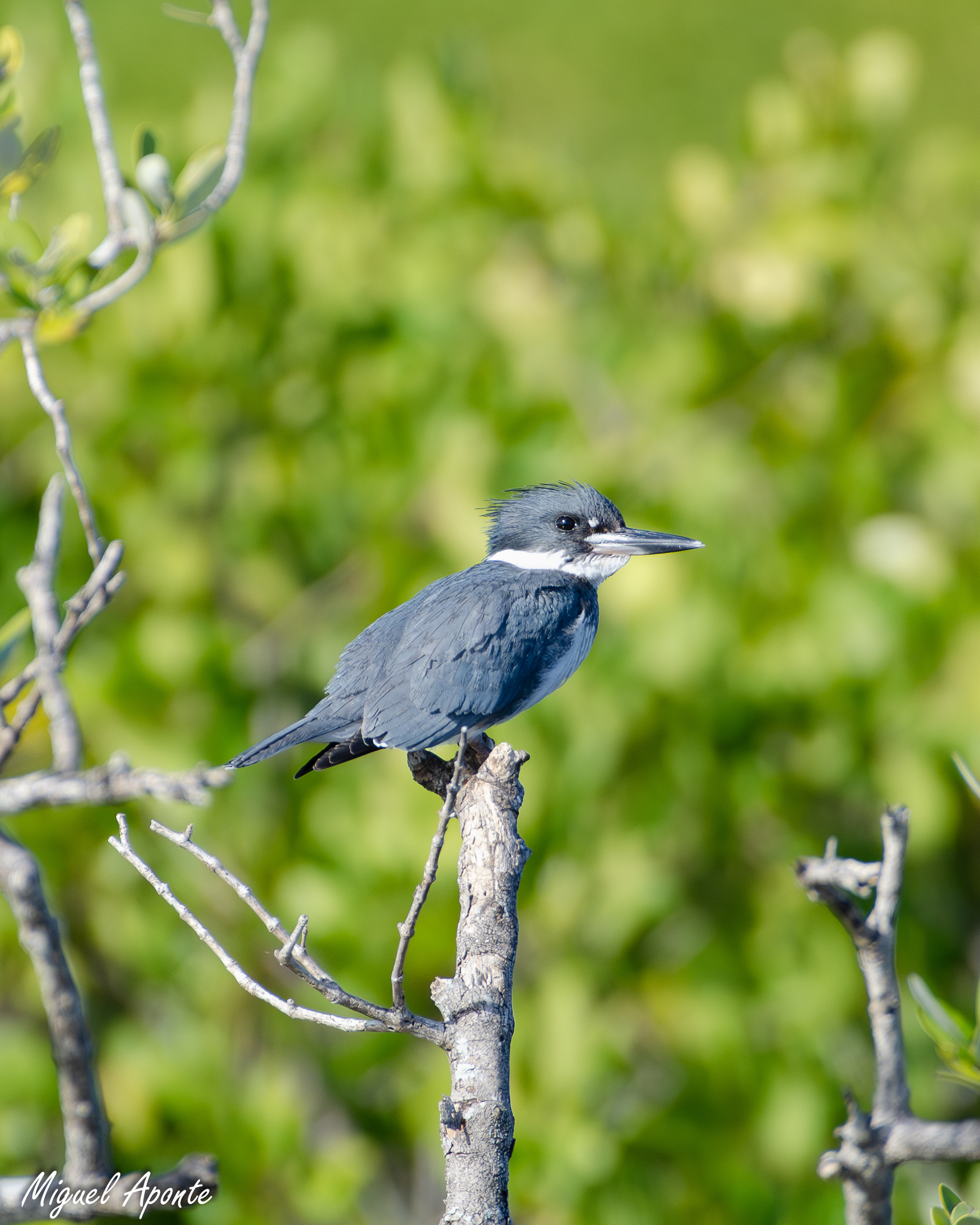Belted Kingfisher