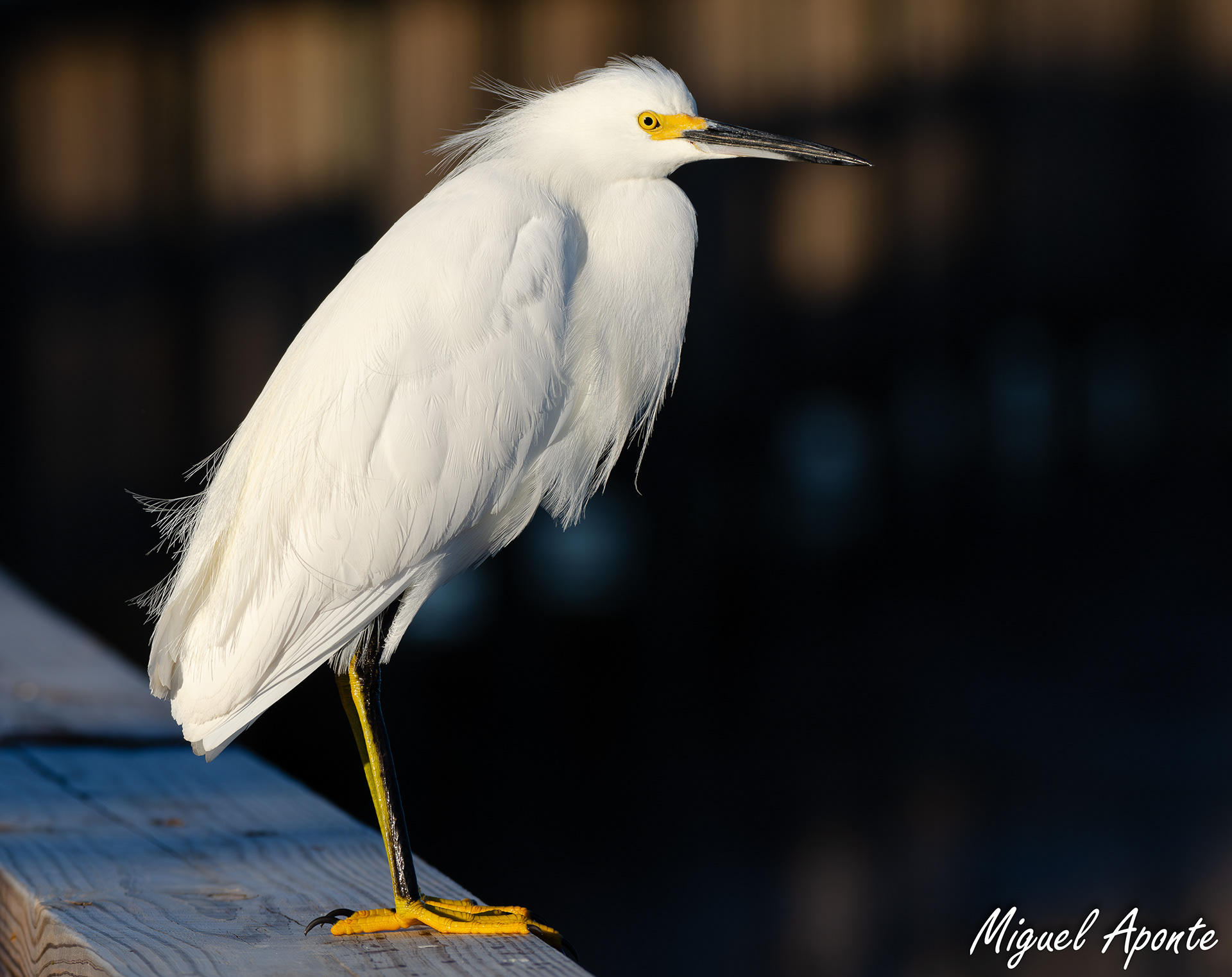 Snowy Egret