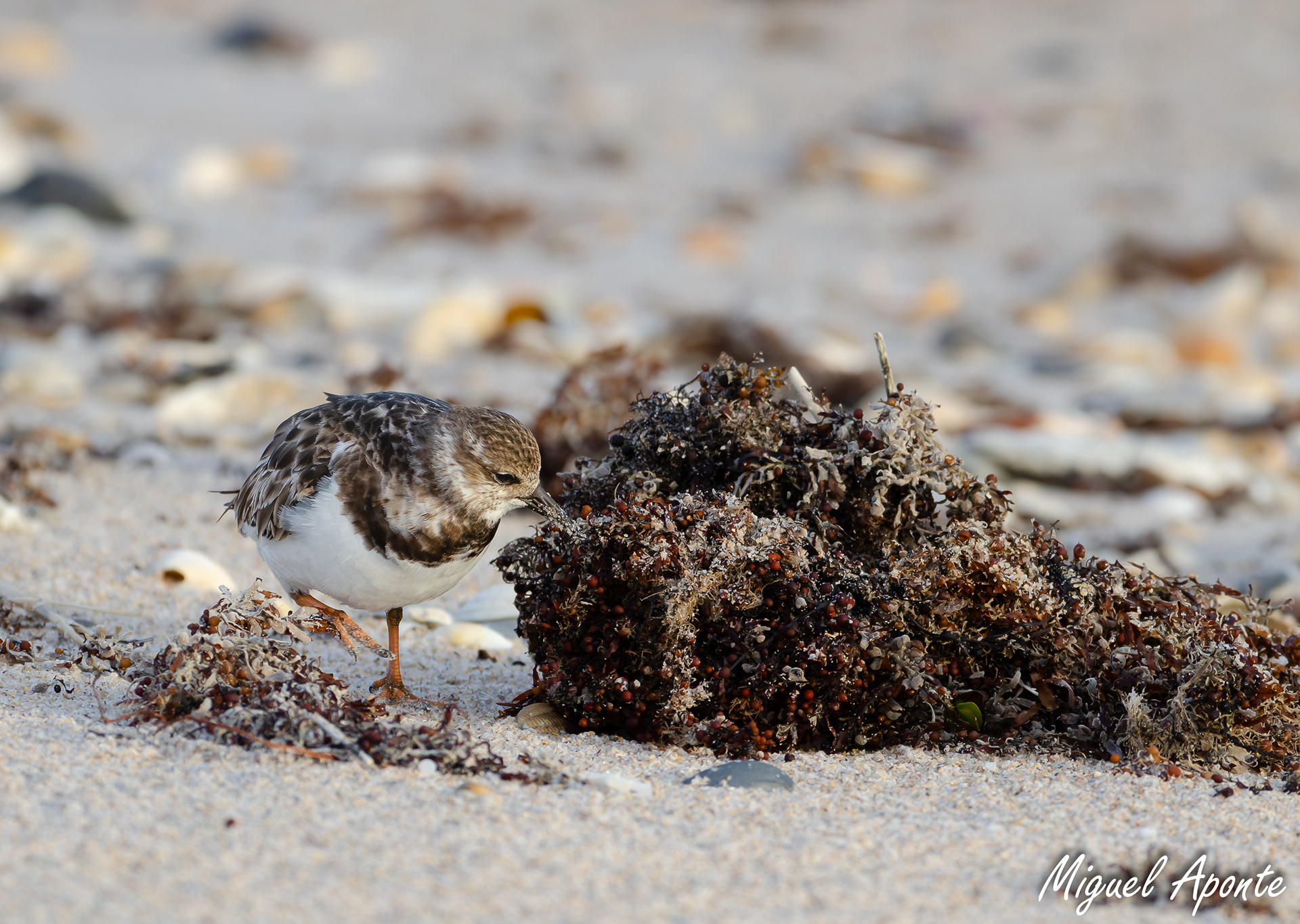 Ruddy Turnstone