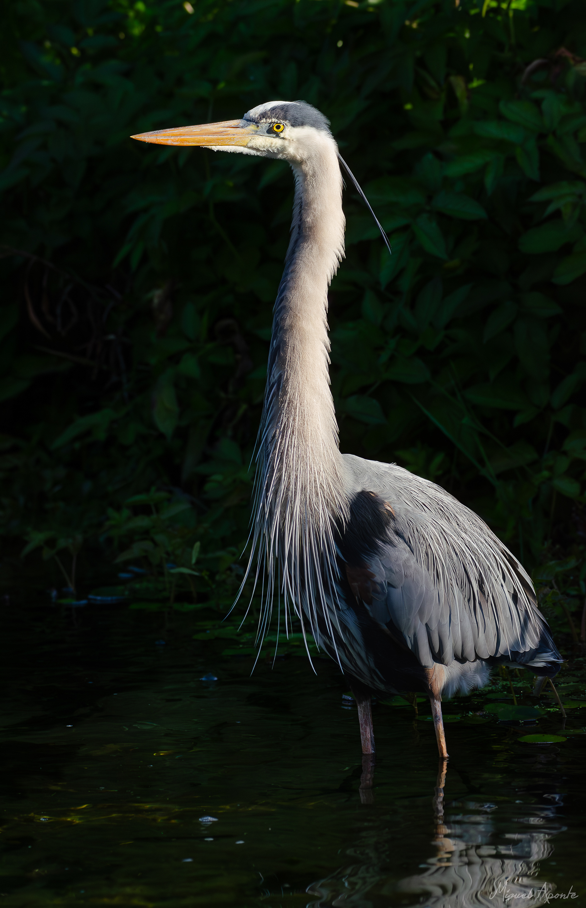 Great Blue Heron