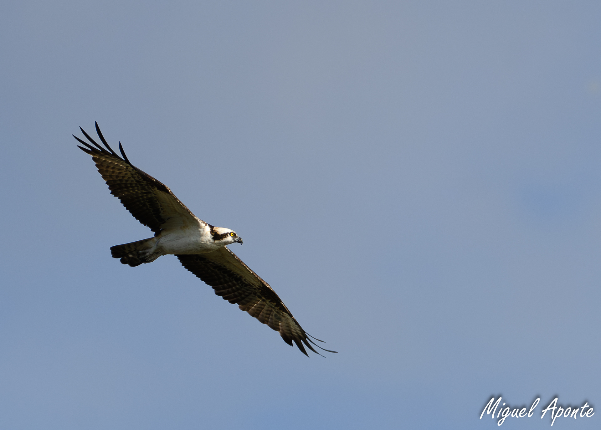 Osprey