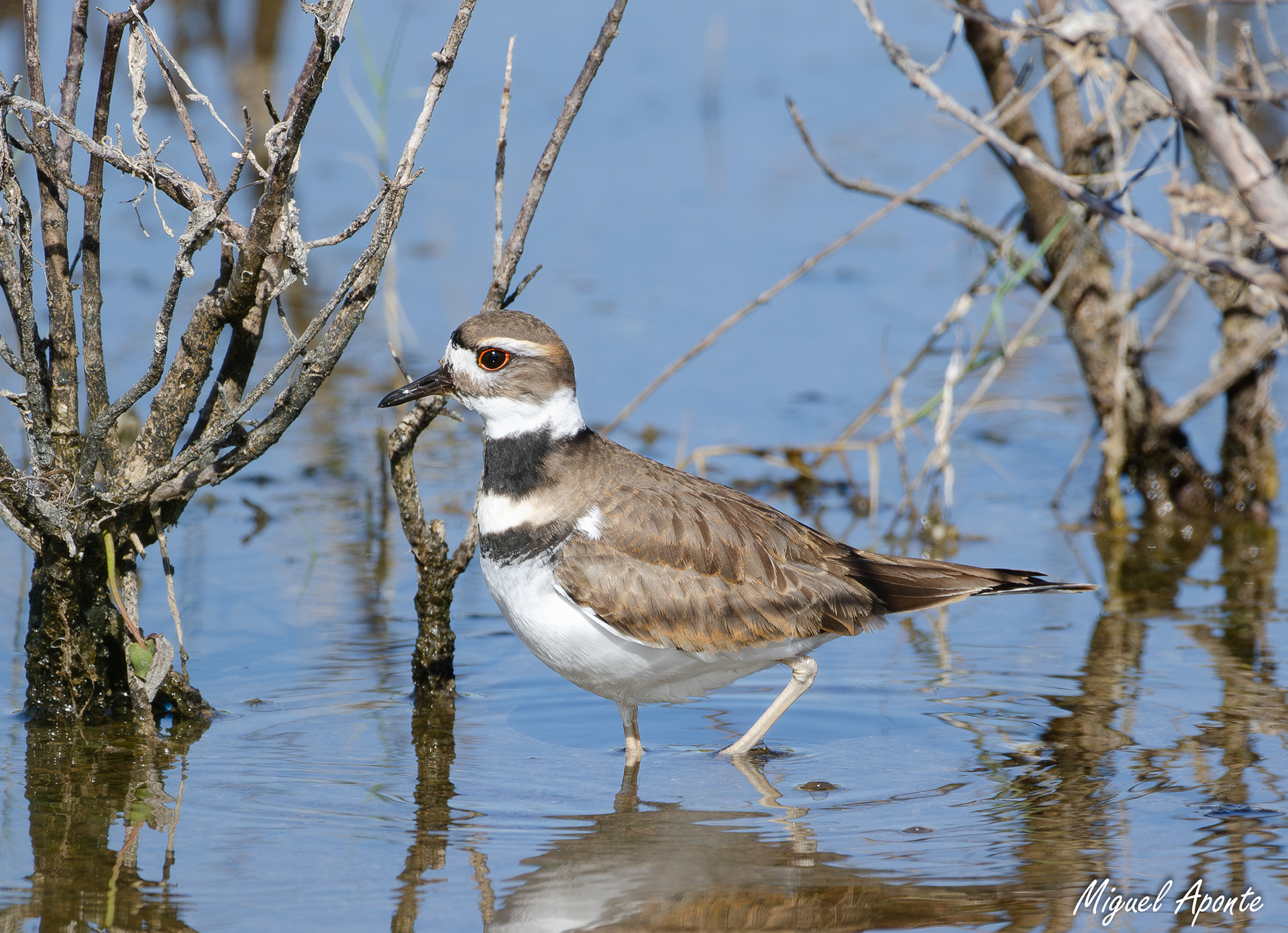 Killdeer